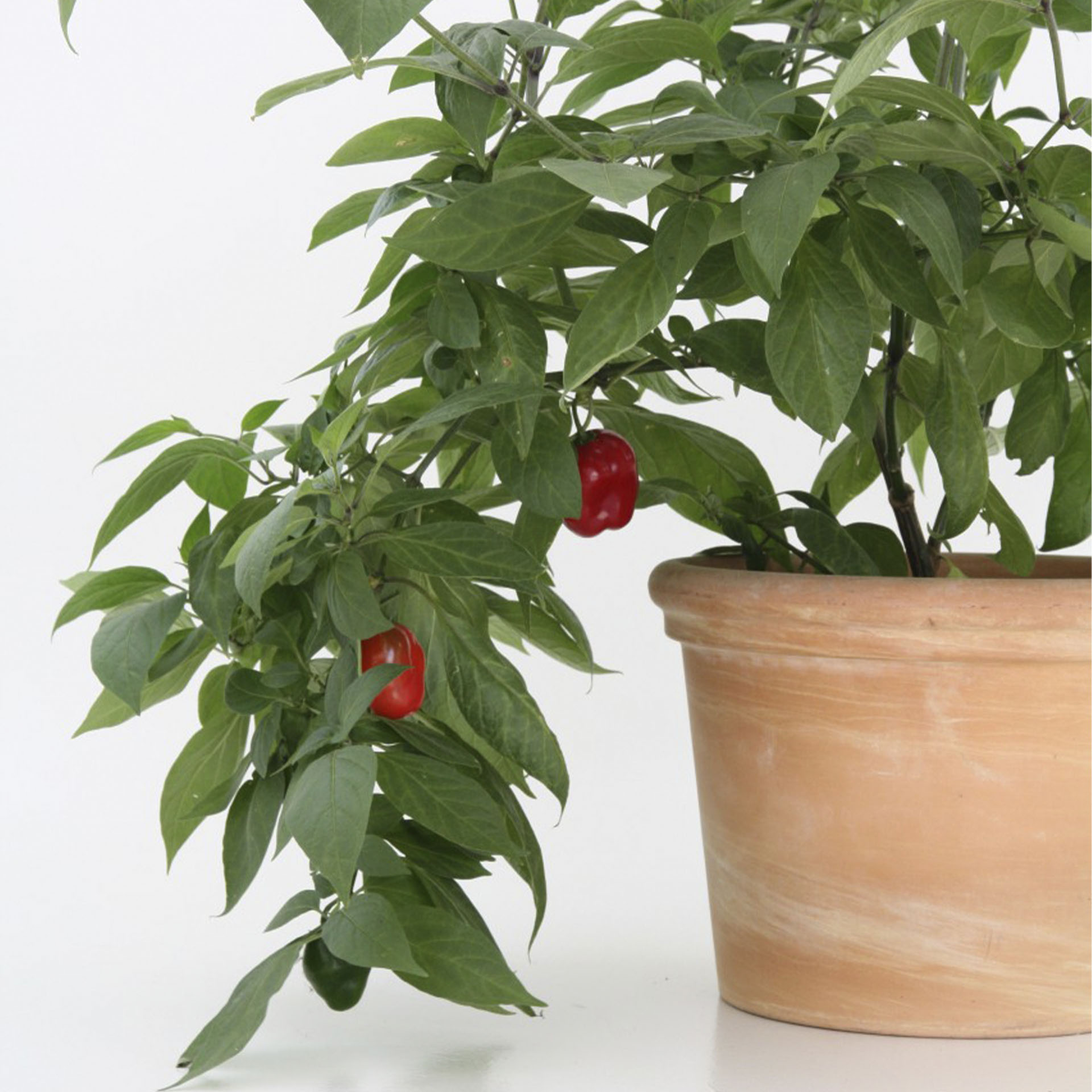 Baum-Chili mit Früchten in Pflanzkübel