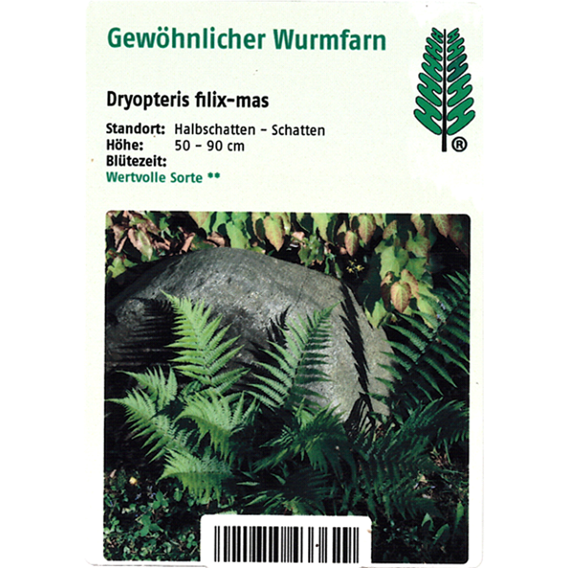 Gewöhnlicher Wurmfarn - Dryopteris filix-mas Farn, Pflanze