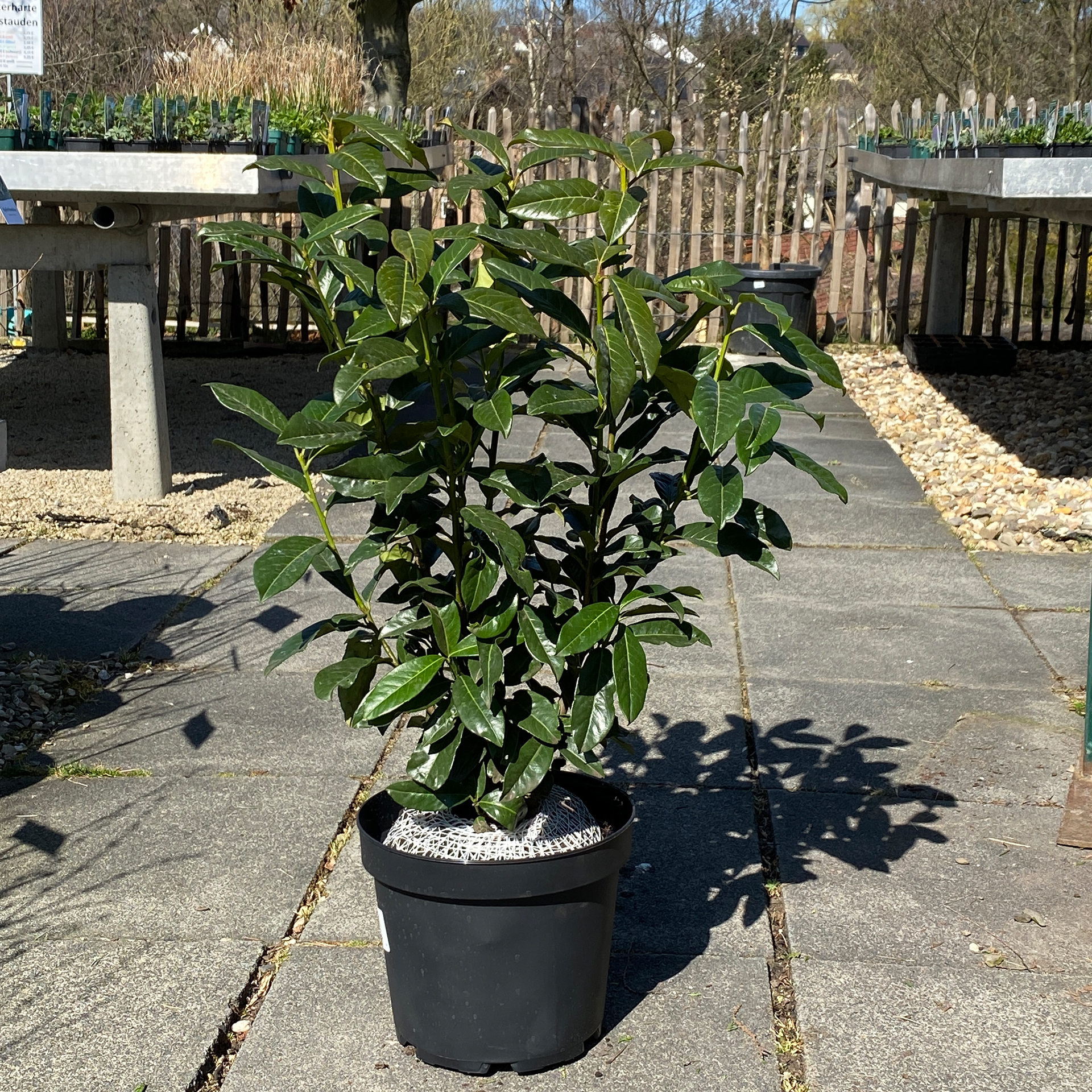 Kirschlorbeer - Prunus laurocerasus 'Genolia', 60-80cm Kirschlorbeer - Prunus laurocerasus 'Genolia', 60-80cm