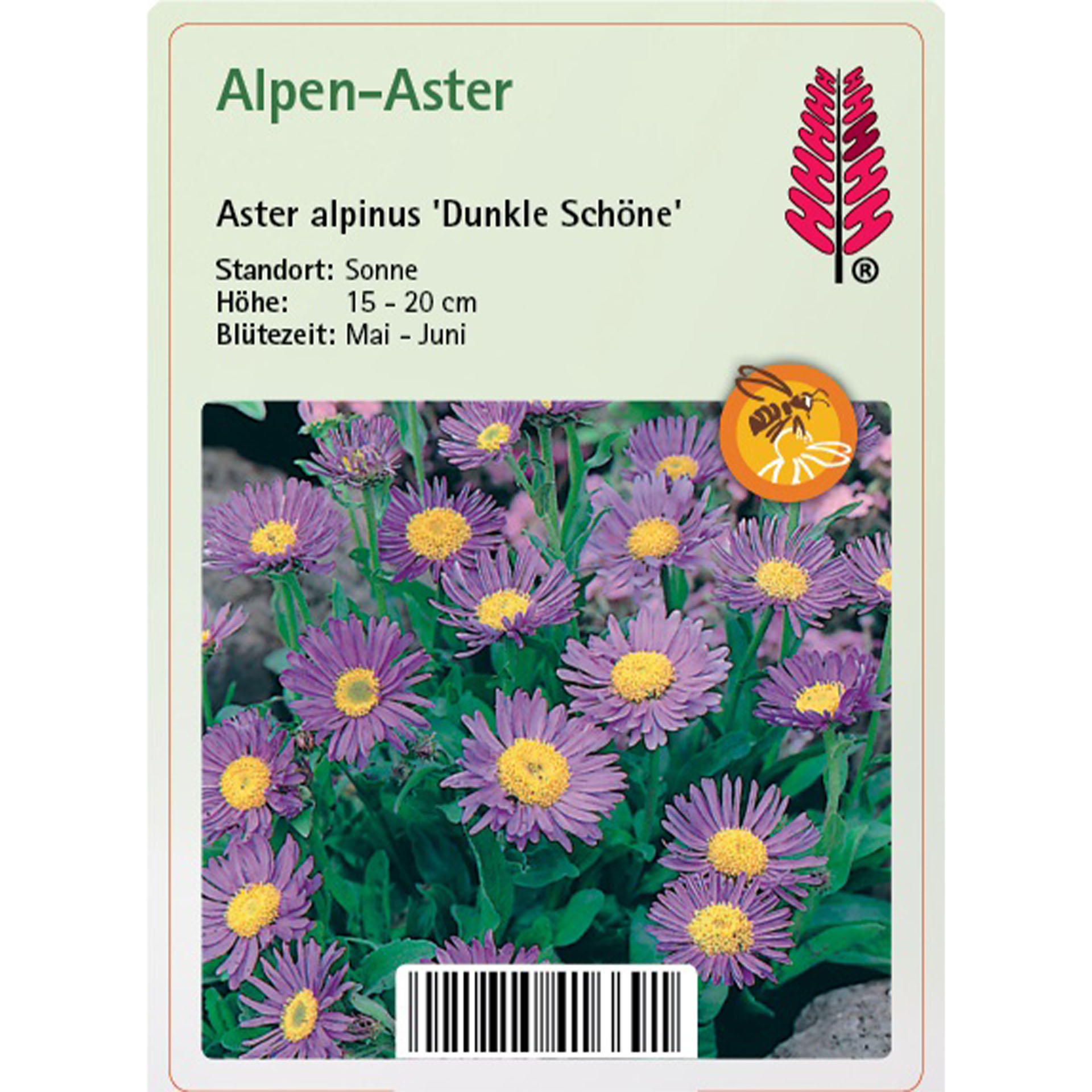 Alpen-Aster - Aster alpinus 'Dunkle Schöne' Gänseblümchen, Blume, Pflanze, Purpur