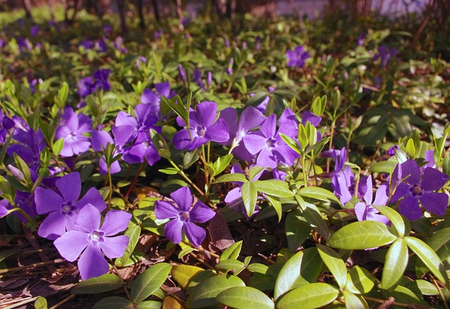 vinca mor schattenstaude lila blühende schattenstaude