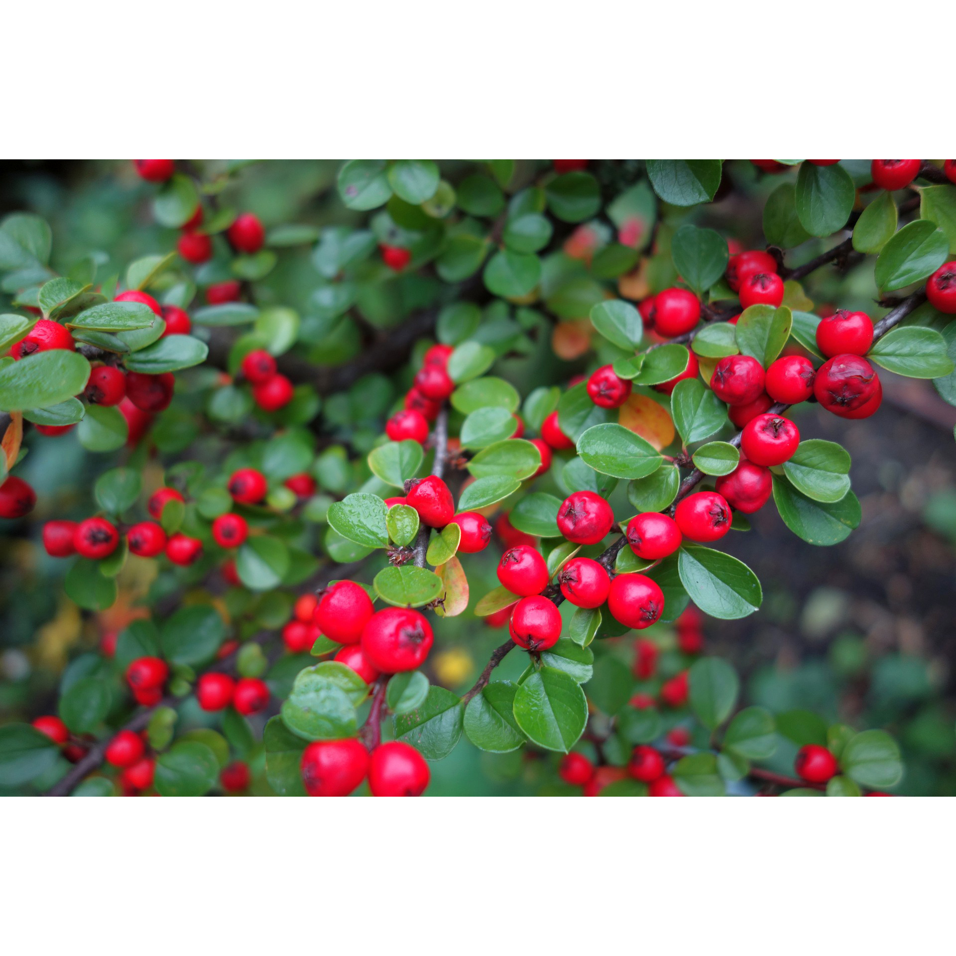 Bodendecker Cotoneaster Grabbepflanzung pflegeleicht