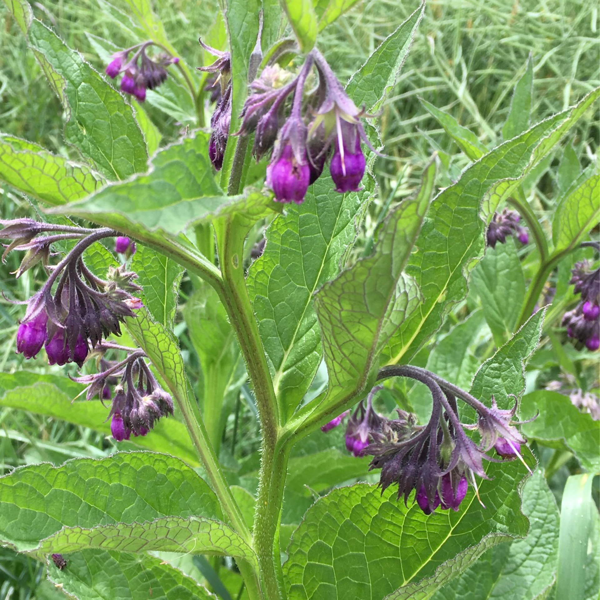 blühender beinwell, Blume, Pflanze, Purpur