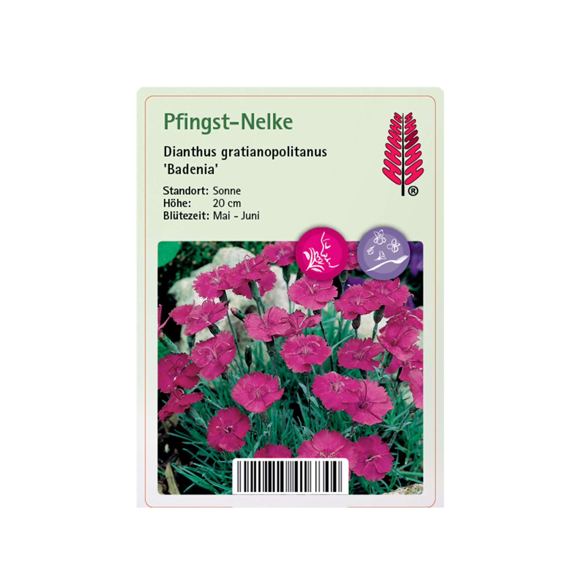 Pfingst-Nelke - Dianthus gratianopolitanus 'Badenia' Pfingst-Nelke - Dianthus gratianopolitanus 'Badenia'