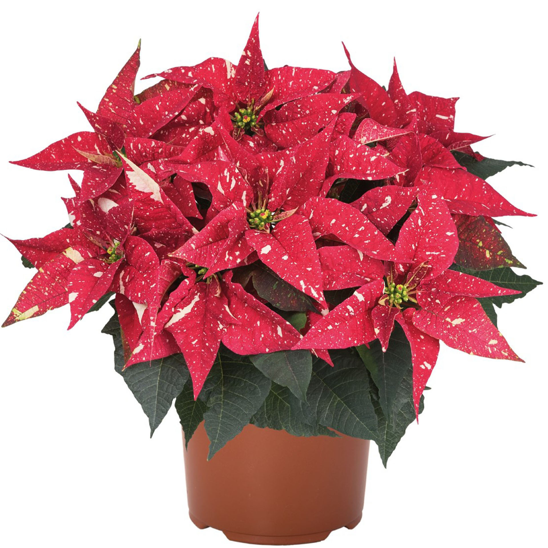 Weihnachtsstern 'Matinee Glitter' Premium