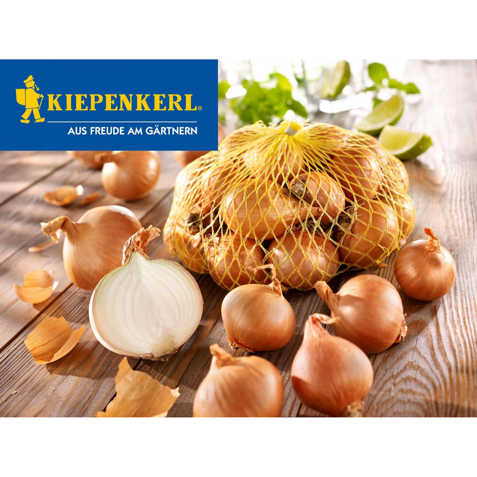 Schalotten Golden Gourmet Steckzwiebeln Schalotten Saatgut Gemüsegarten
