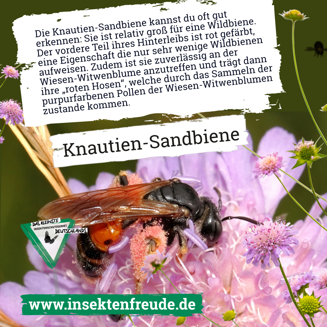 Biene, Wespe, Apidae, Honigbiene, Hummel
