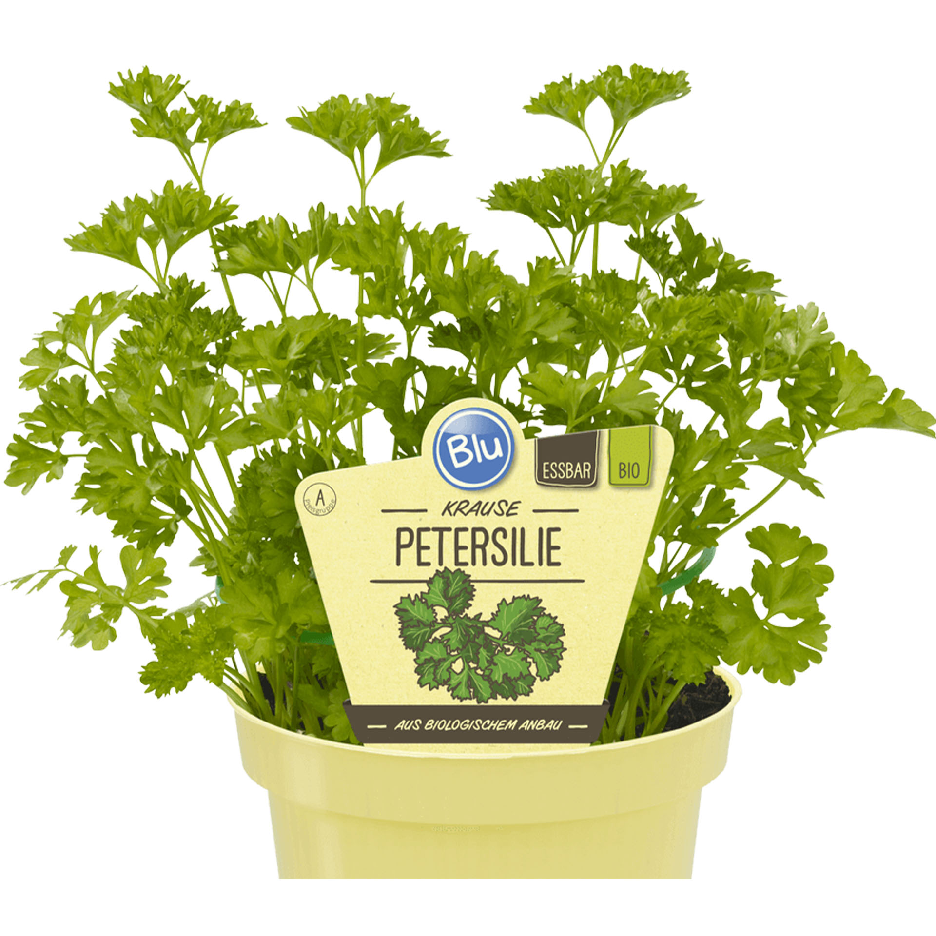 BIO Krause Petersilie Topf mit Petersilie und Pflanzstecker