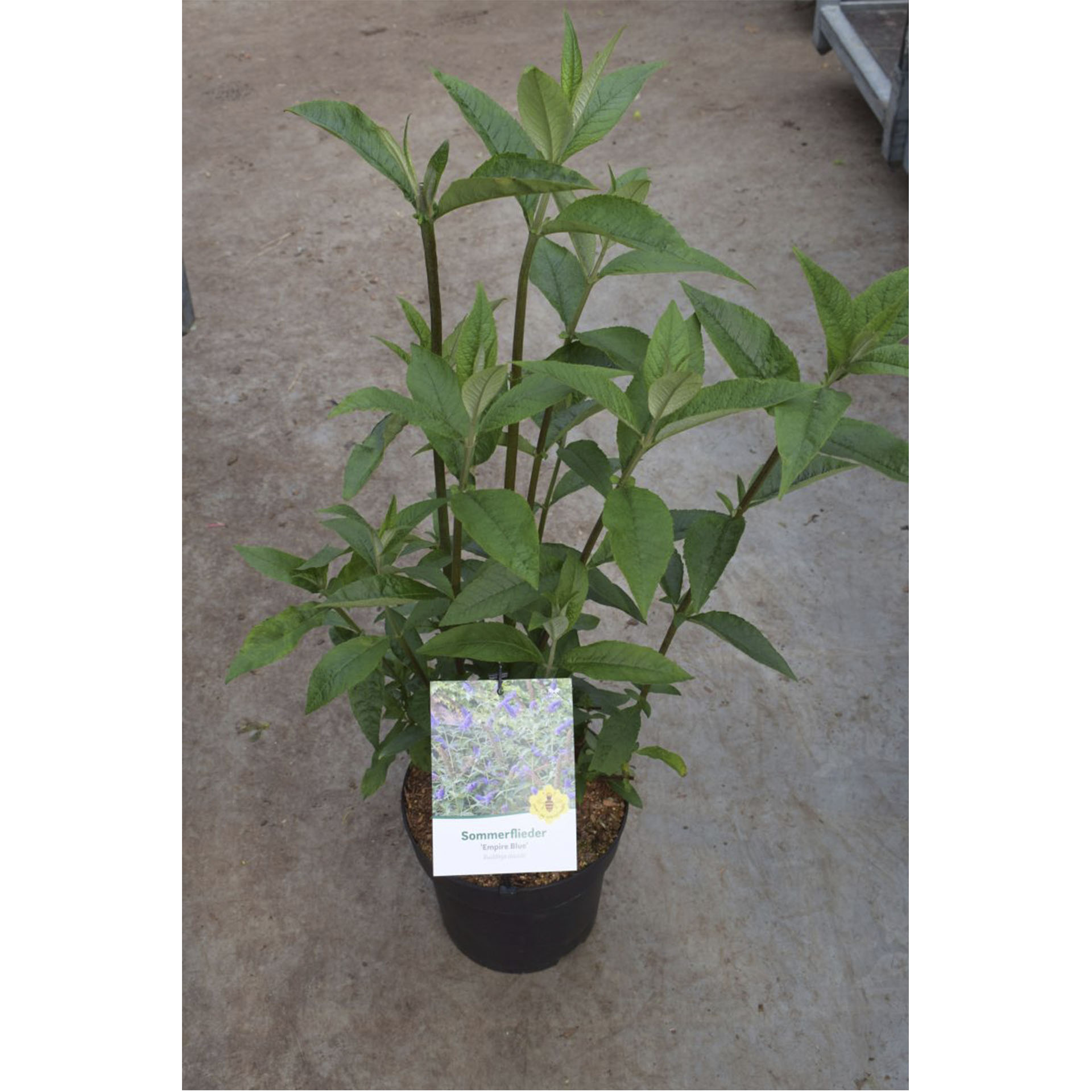 Pflanztopf mit Sommerflieder Empire Blue und Pflanzenstecker