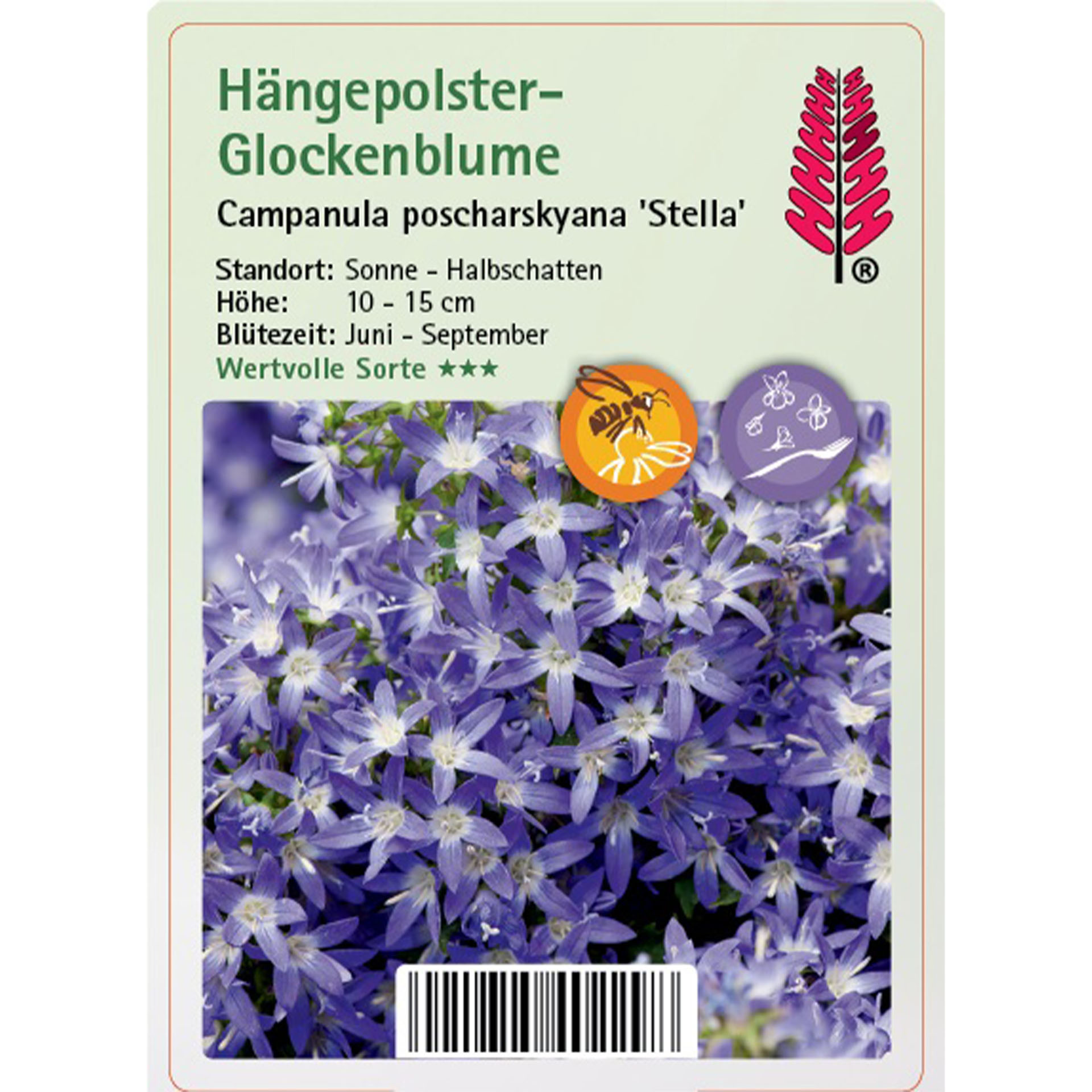 Hängepolster-Glockenblume - Campanula poscharskyana 'Stella' Blume, Pflanze, Purpur, Blütenblatt