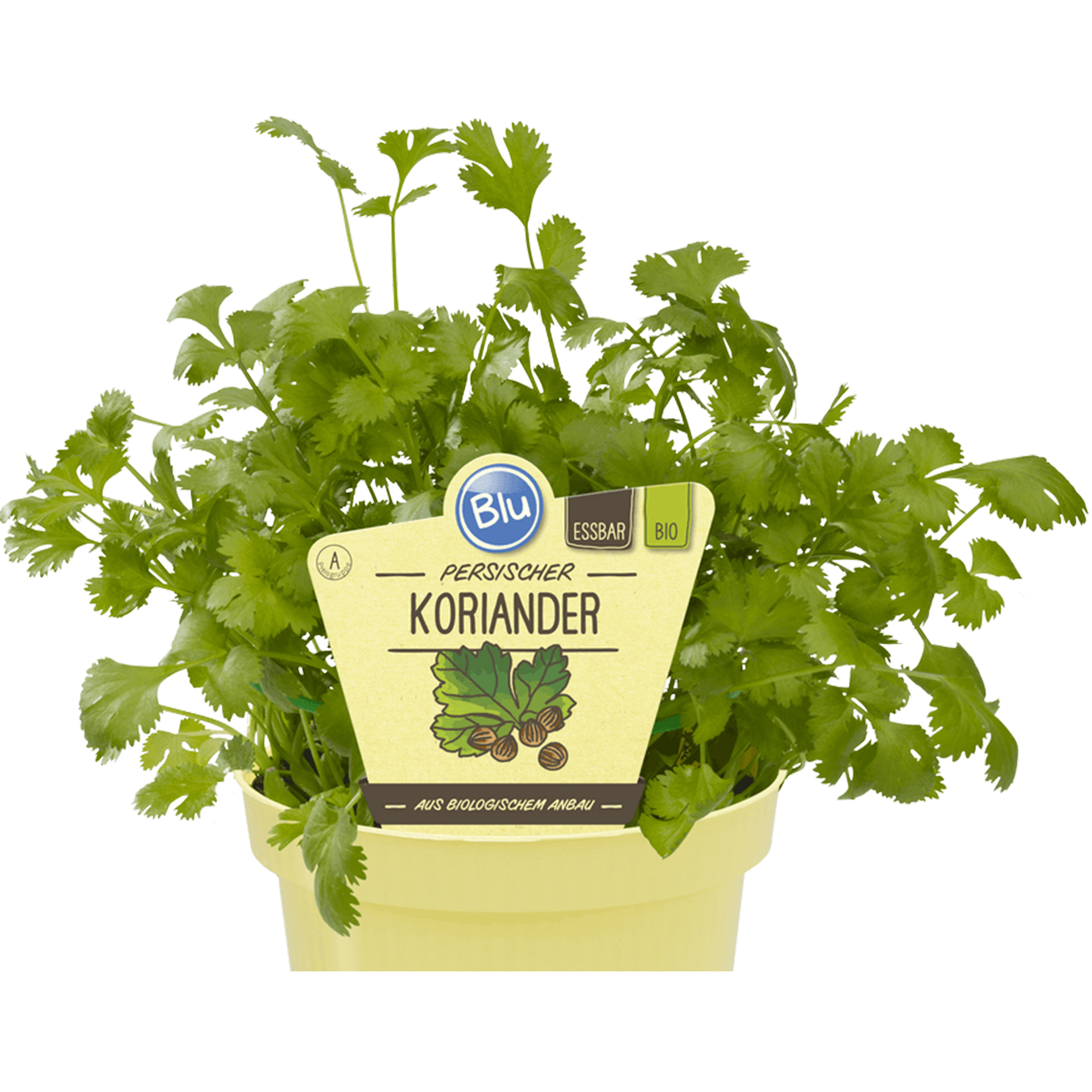 BIO Koriander Persischer - Coriandrum sativum, 12cm Topf BIO Koriander Persischer - Coriandrum sativum, 12cm Topf