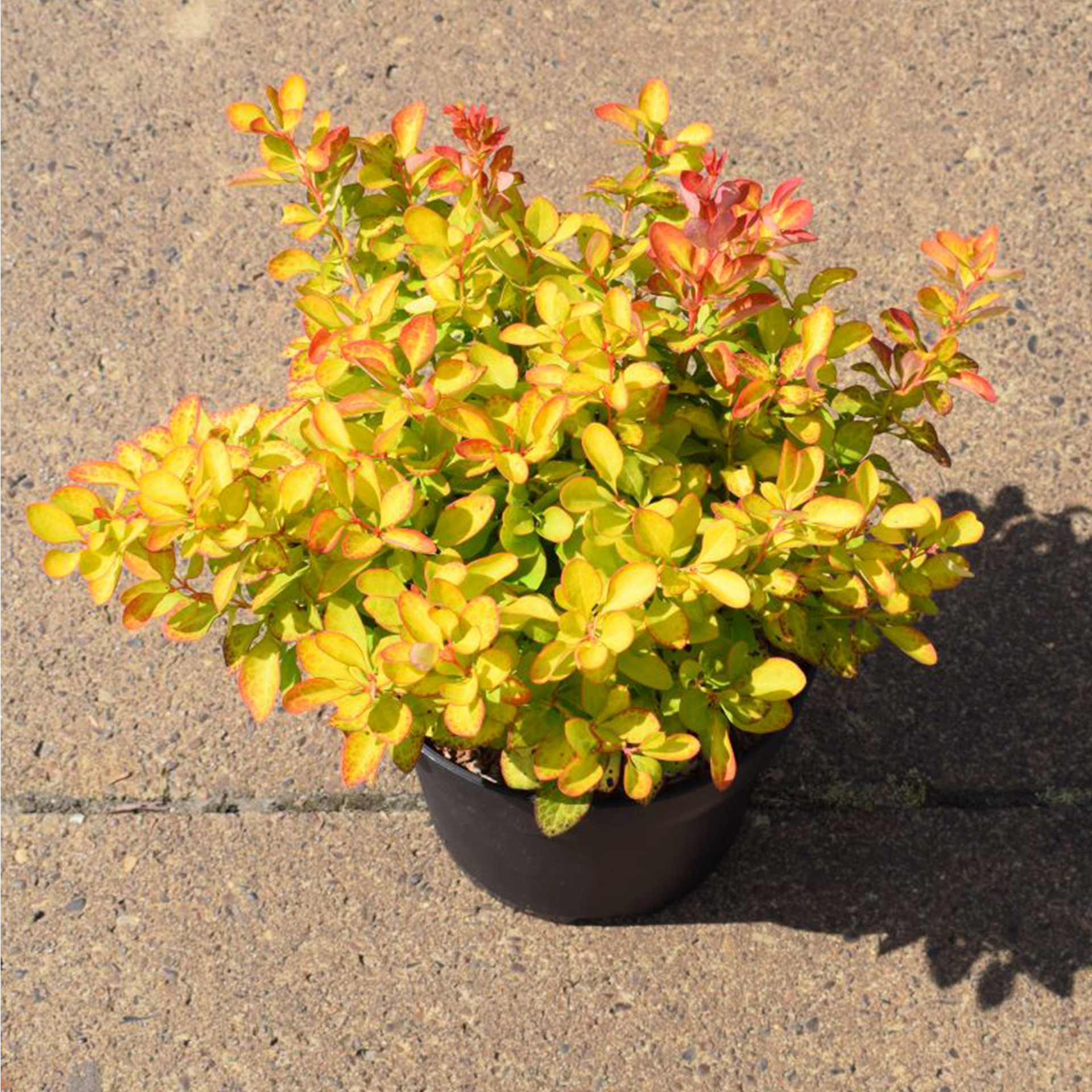 Heckenpflanzen Berberitze Laubgehölz kompakter Wuchs