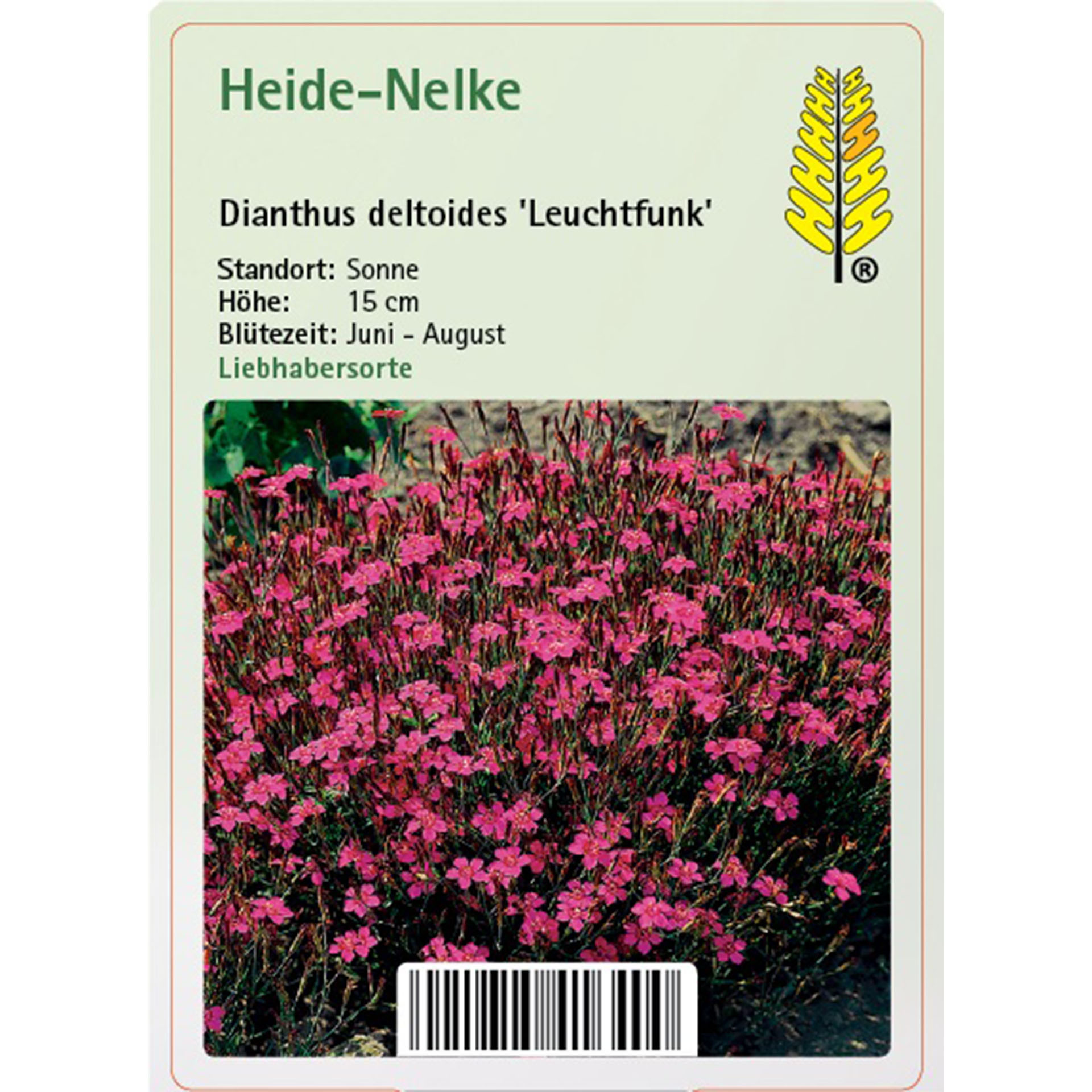 Heide-Nelke - Dianthus deltoides 'Leuchtfunk', 9cm Topf Blume, Pflanze, Bewuchs, Blütenblatt