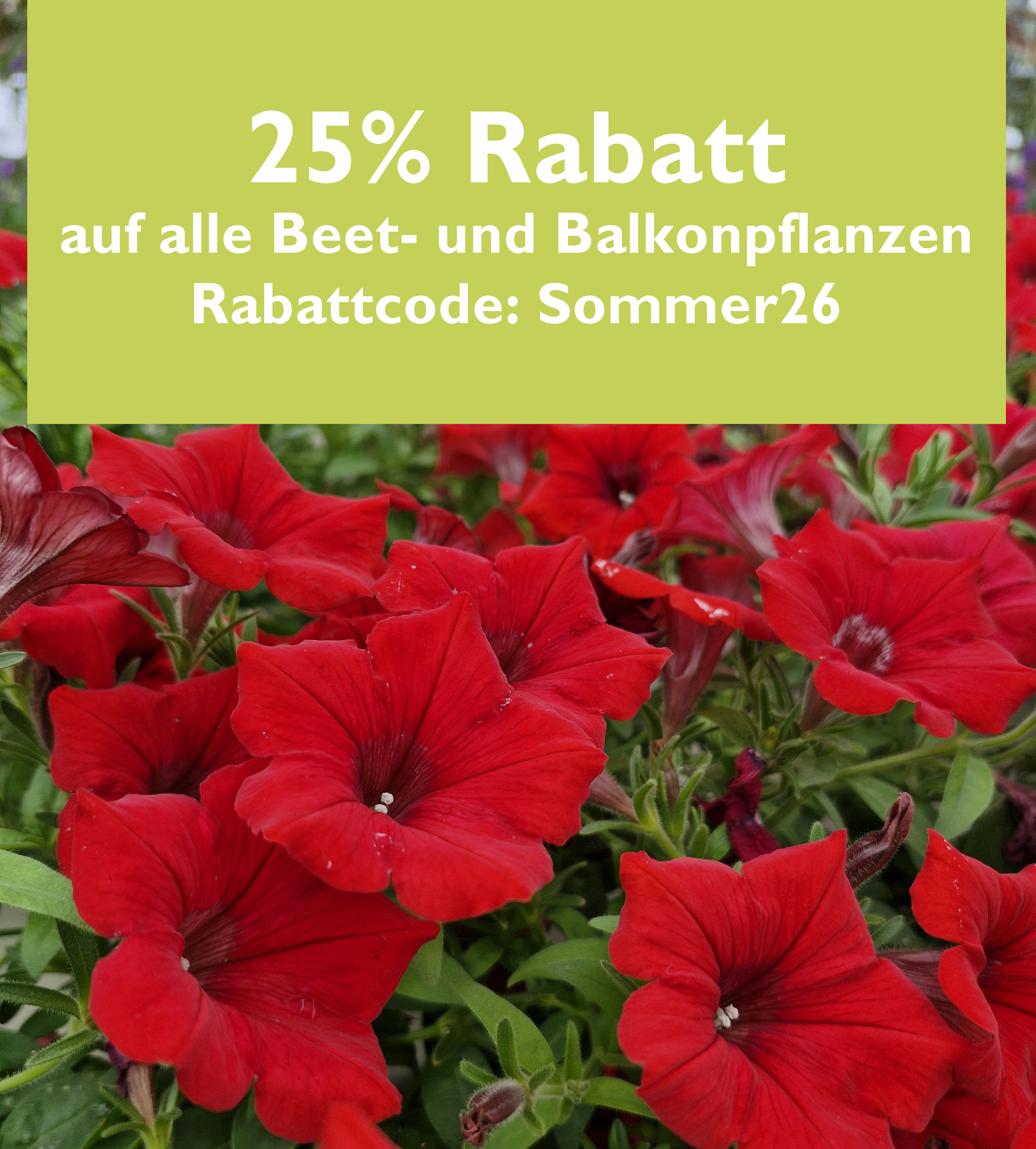 Blumen, Petunie, Rote Blüten, Blumentopfpflanze, Gartenpflanze