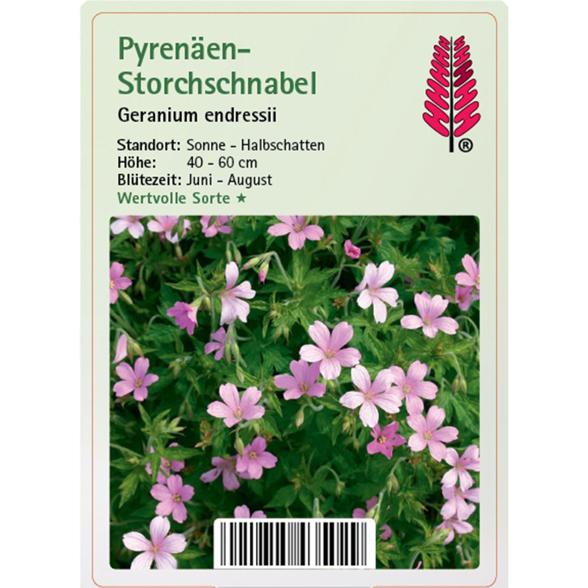 Pyrenäen-Storchschnabel - Geranium endressii Blume, Geranie, Pflanze, Blütenblatt