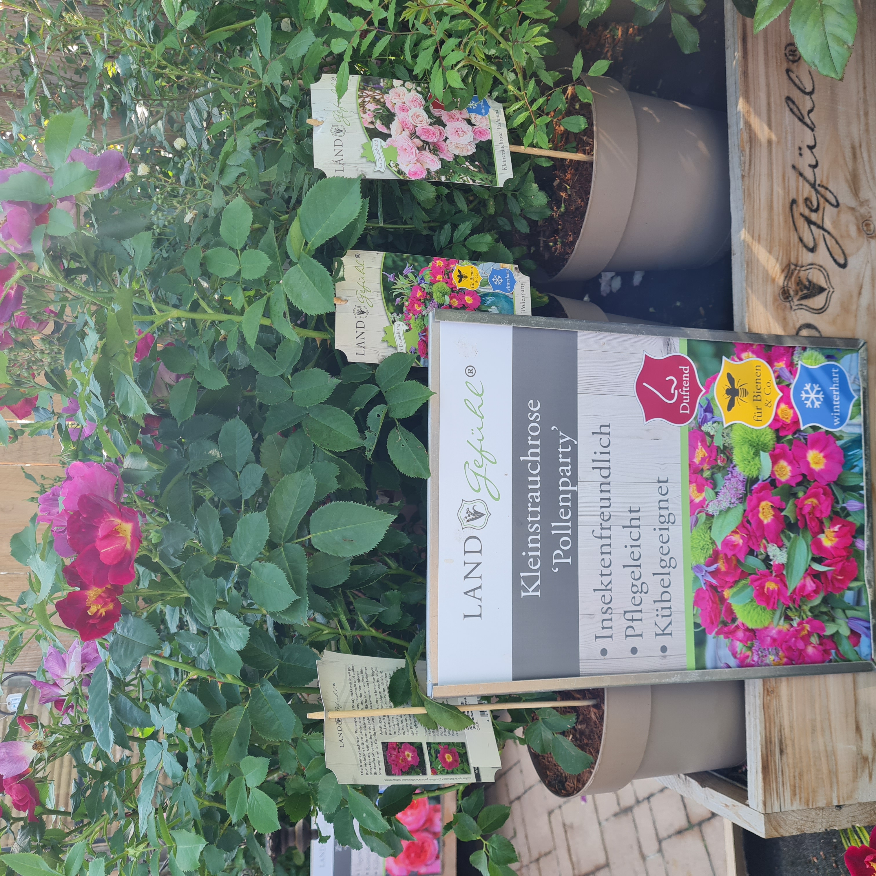 rose landgefühl pink blühende kleinstrauchrose landgefühl