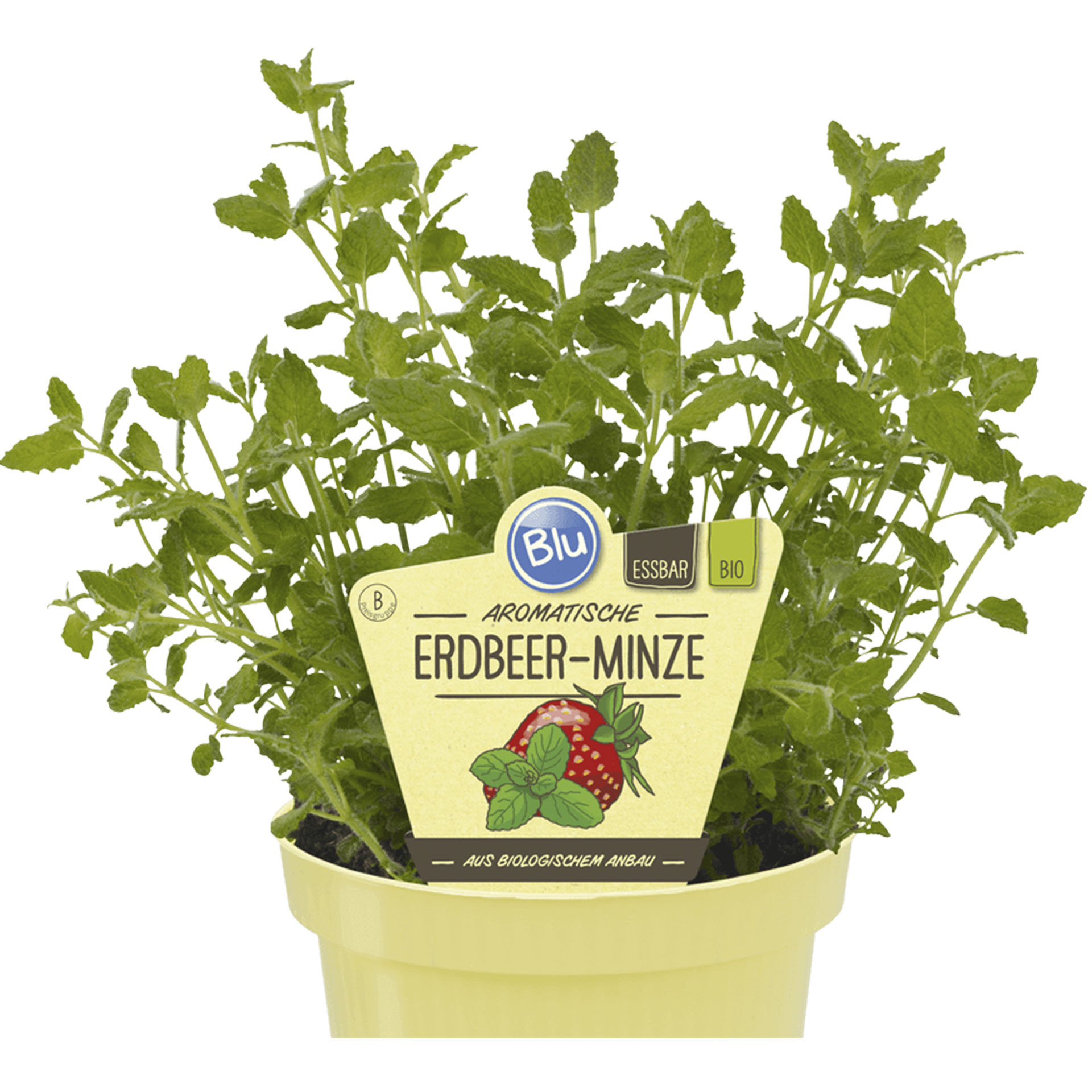 Pflanztopf mit Erdbeer-Minze und Pflanzenstecker