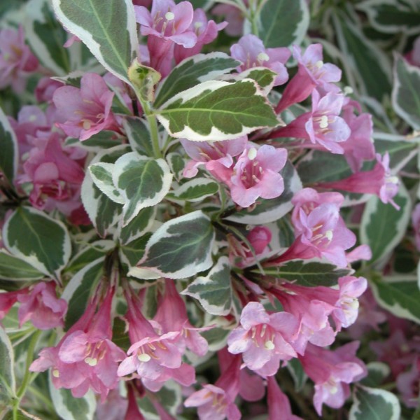 Weigelia 'Florida Monet'