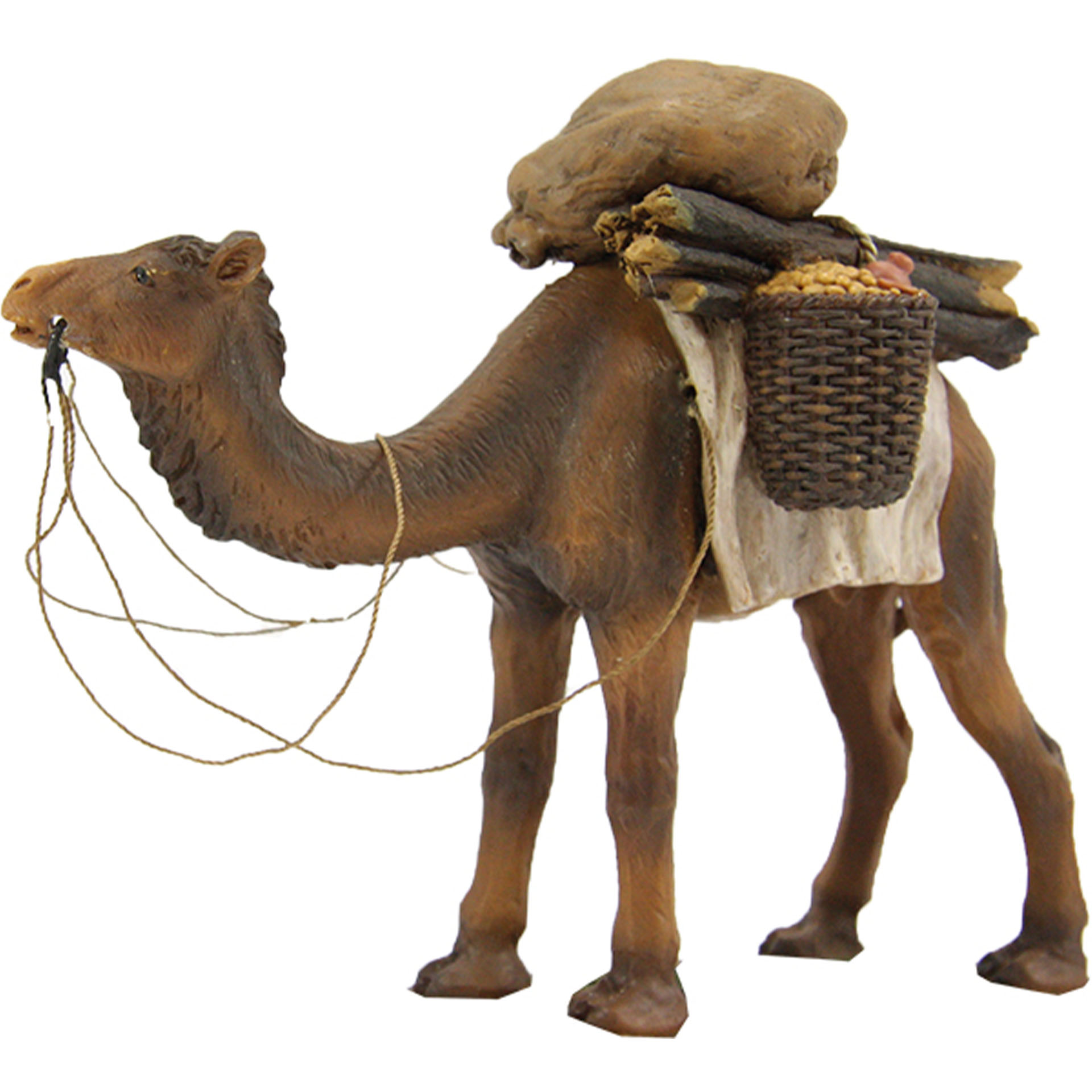 Tier, Kamel, Säugetier, Löwe, Tierwelt, Tier, Kamel, Säugetier, Löwe, Tierwelt