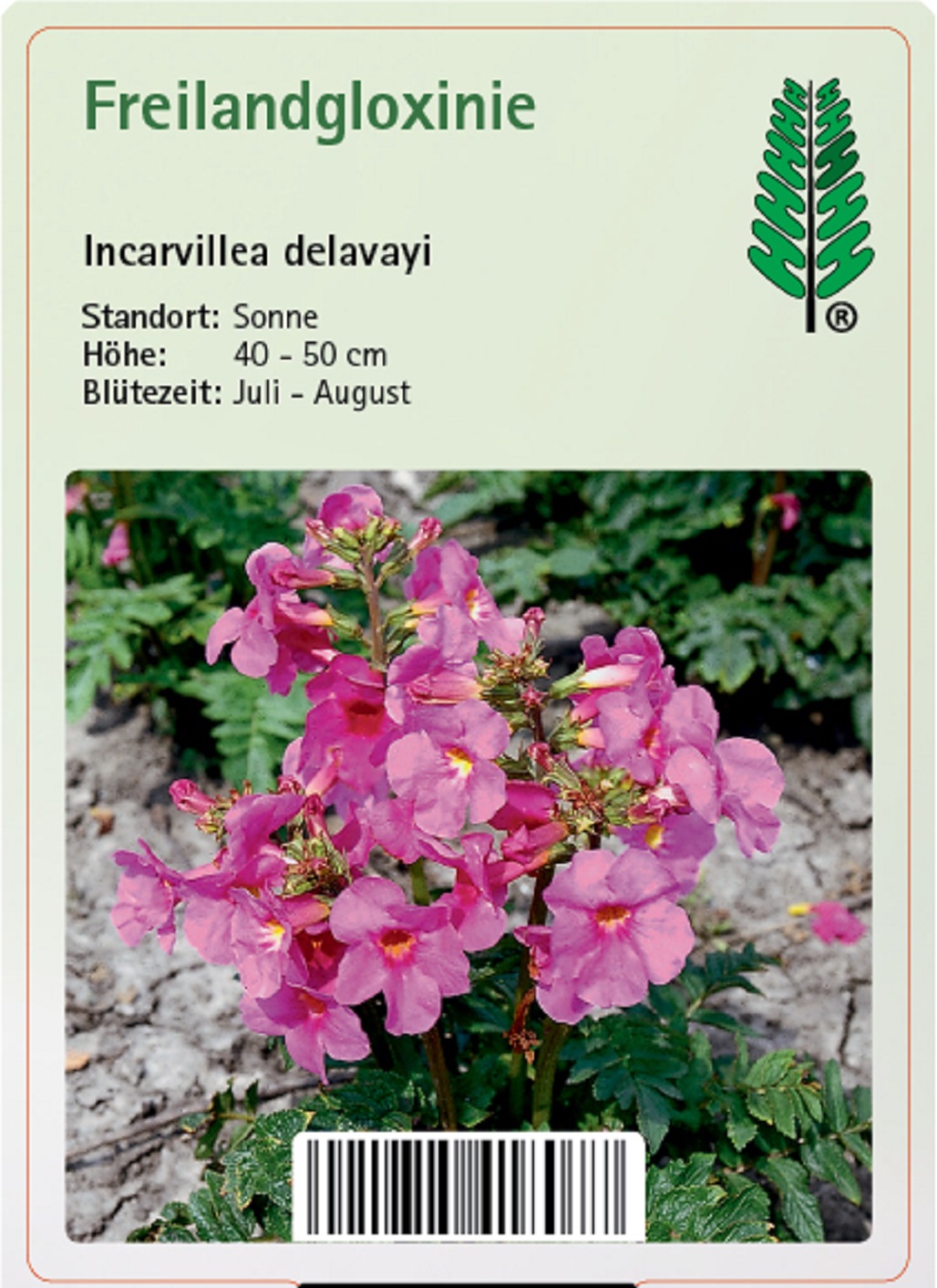Yunnan-Freilandgloxinie - Incarvillea delavayi, 11cm Topf Yunnan-Freilandgloxinie - Incarvillea delavayi, 11cm Topf