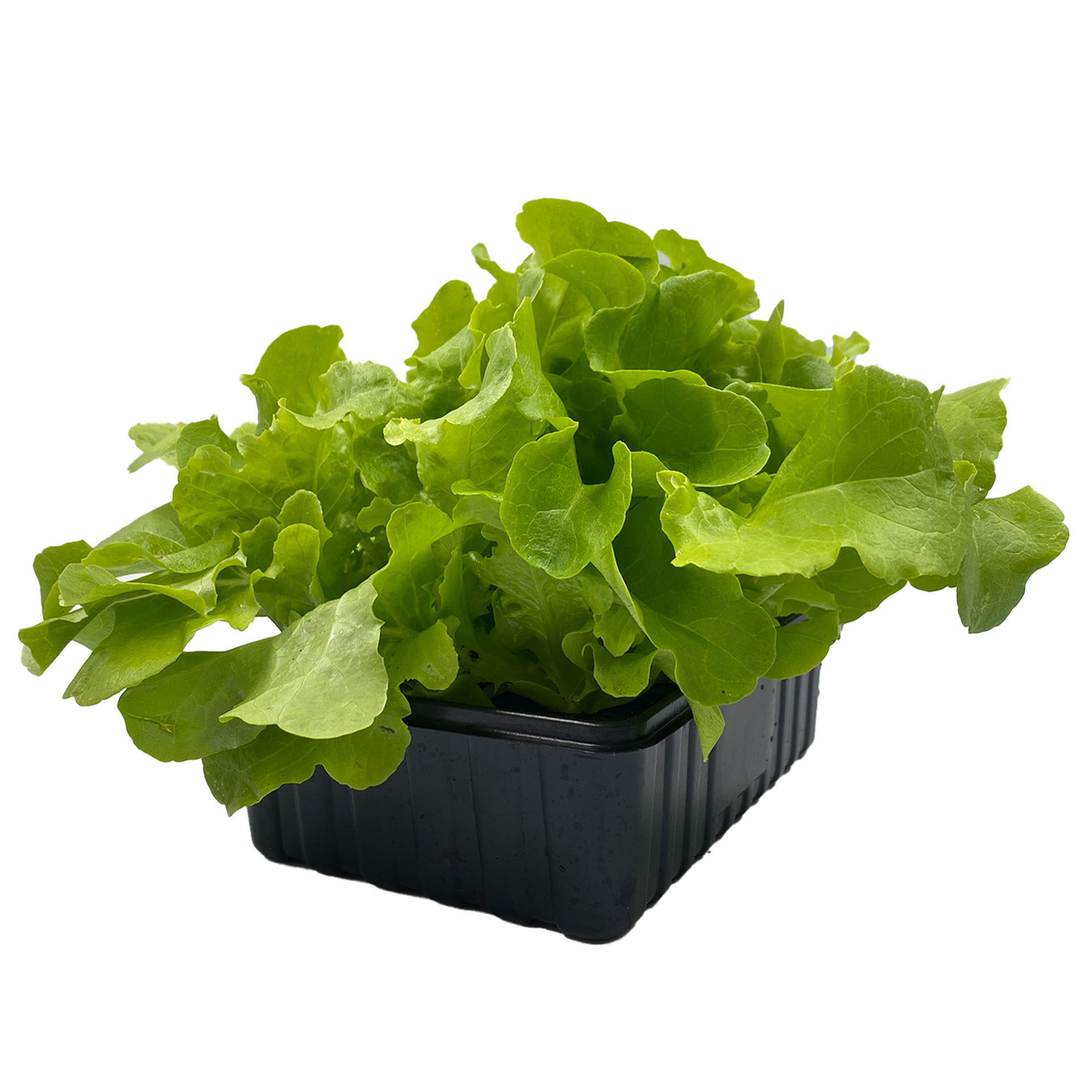 Eichblattsalat grün Eichblattsalat grün, Pflanze, Essen, Kopfsalat, Produzieren, Gemüse
