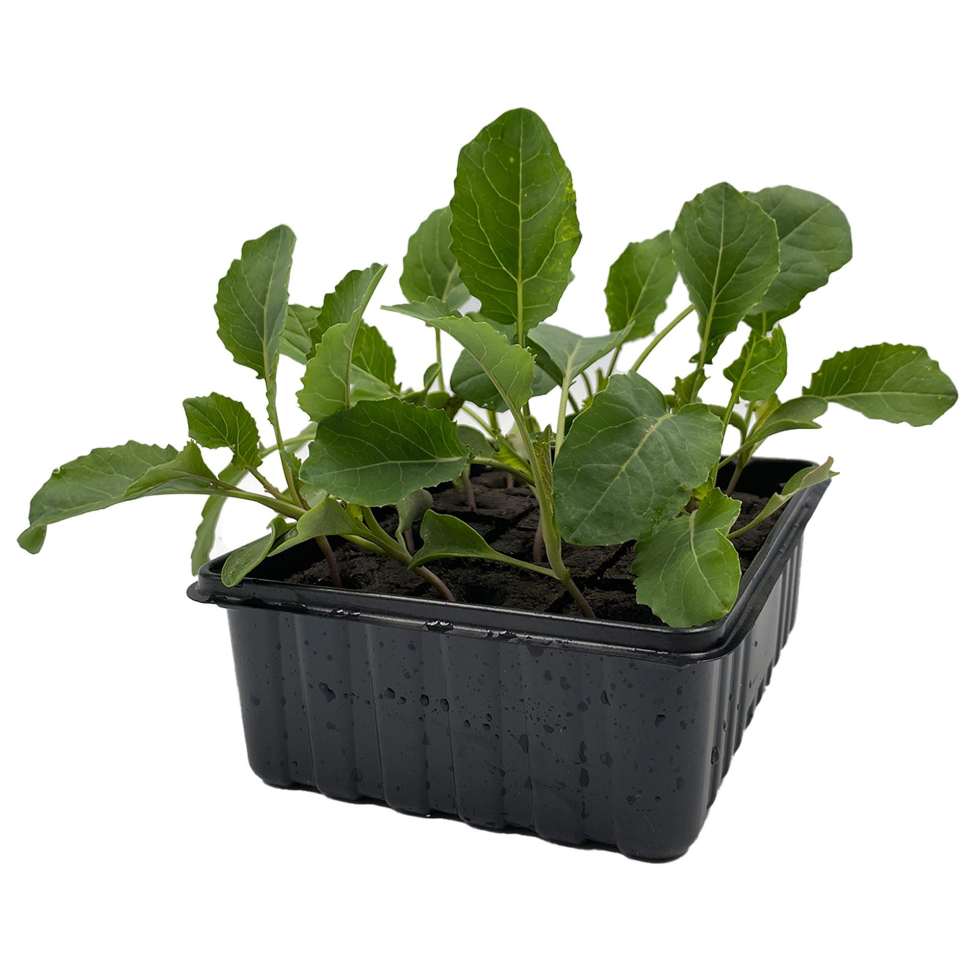 Blumenkohl - Gemüsepflanzen Schale 12er Pflanze, Pflanze im Topf, Boden, Blatt, Pflanzgefäß, Pflanze, Pflanze im Topf, Boden, Blatt, Pflanzgefäß