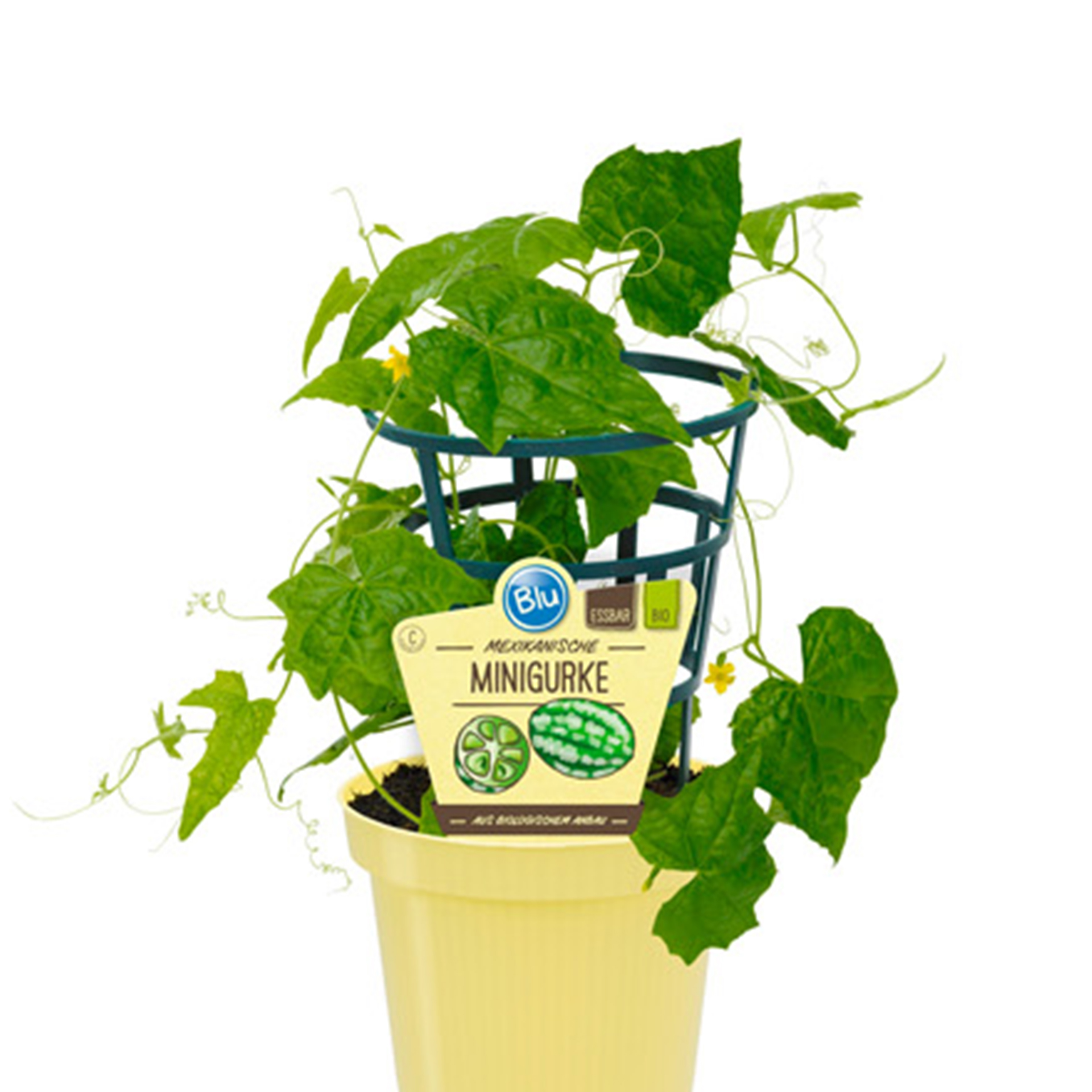 BIO Minigurke Mexikanische - Melothria scabra, 12cm Topf