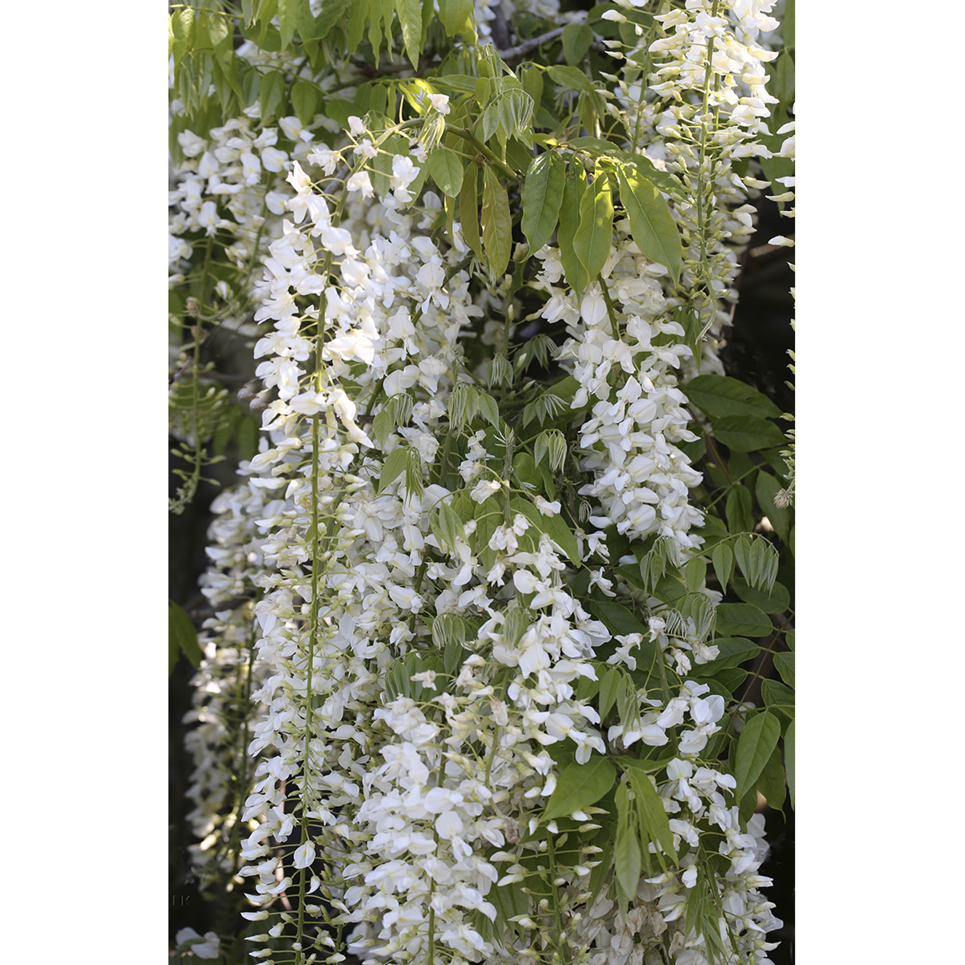 Weißer Blauregen Longissima Alba-2 weiß blühende Blütentrauben des Blauregens Longissima Alba