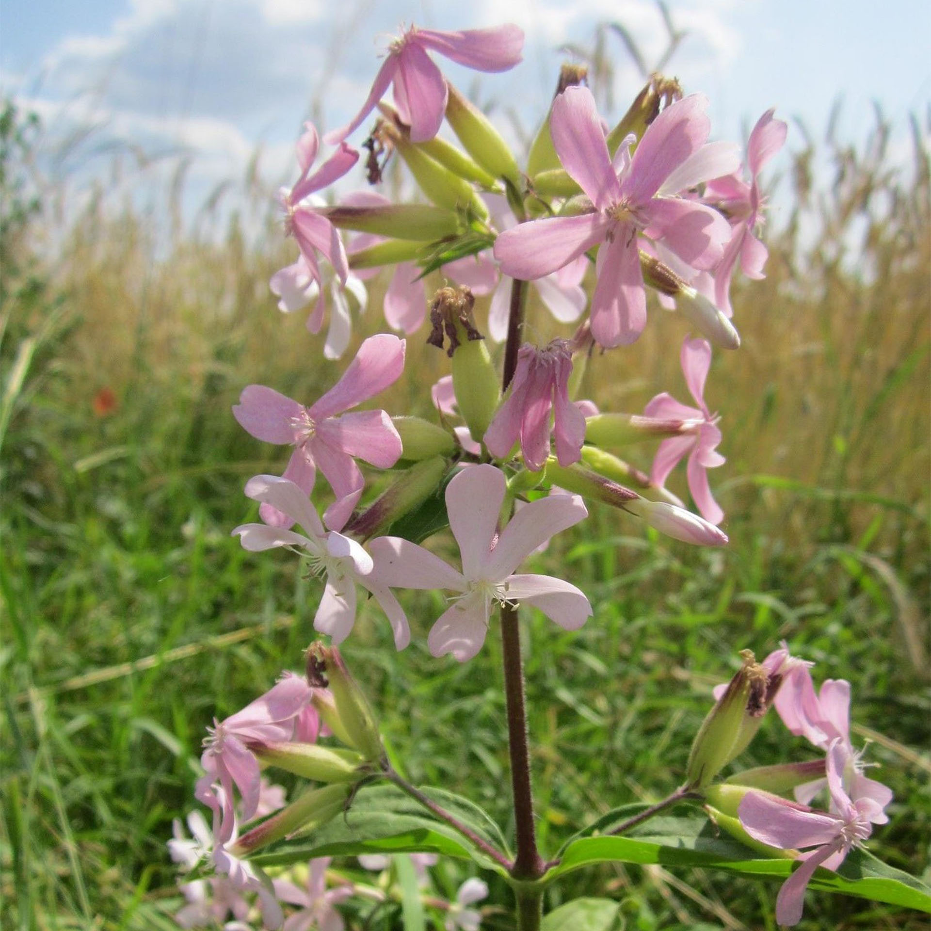 pink flowers, Wildblume, Phlox-ähnlich, rosa Blüte, Stängel-Pflanze