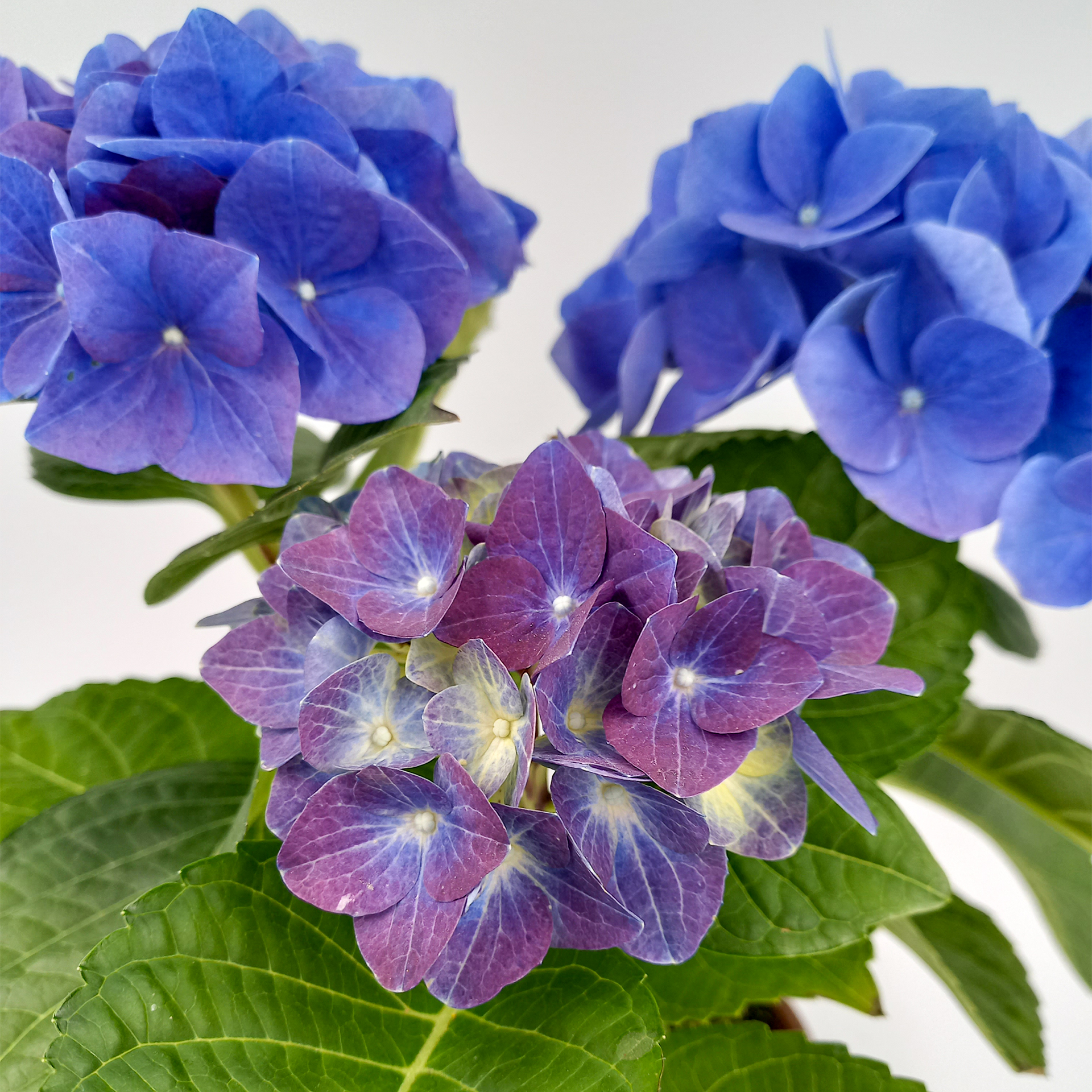 Hortensie macrophylla purple Sommerblüher Zimmerpflanze Halbstrauch