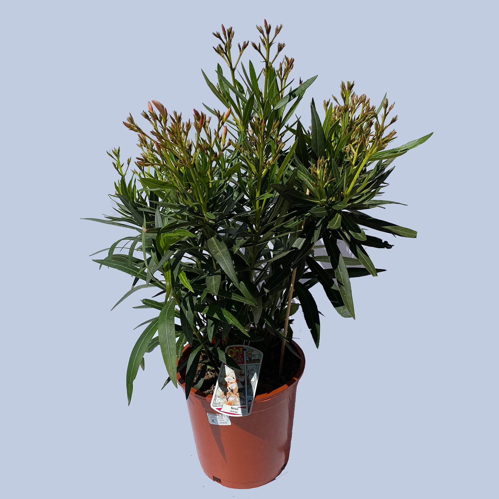 Oleander Busch - Nerium oleander, 20cm Topf Oleander Busch - Nerium oleander, 20cm Topf