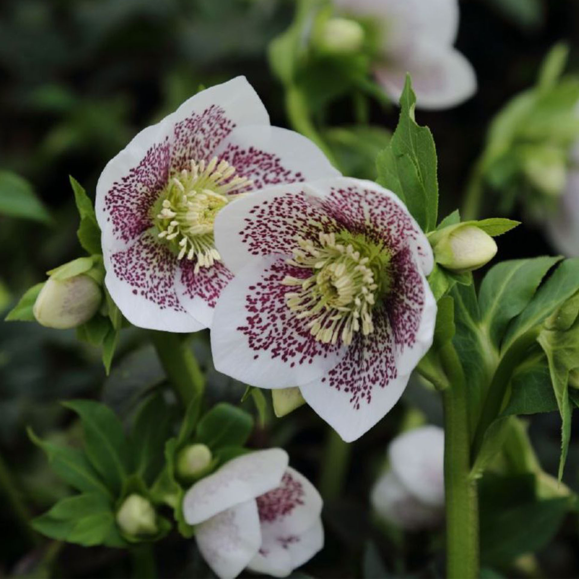 Weiß blühende Lenzrose Conny