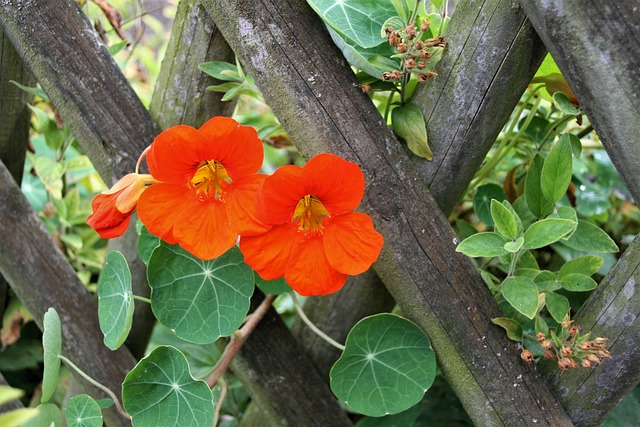 blumensamen kapuzinerkresse orange blühende kapuzinerkressse