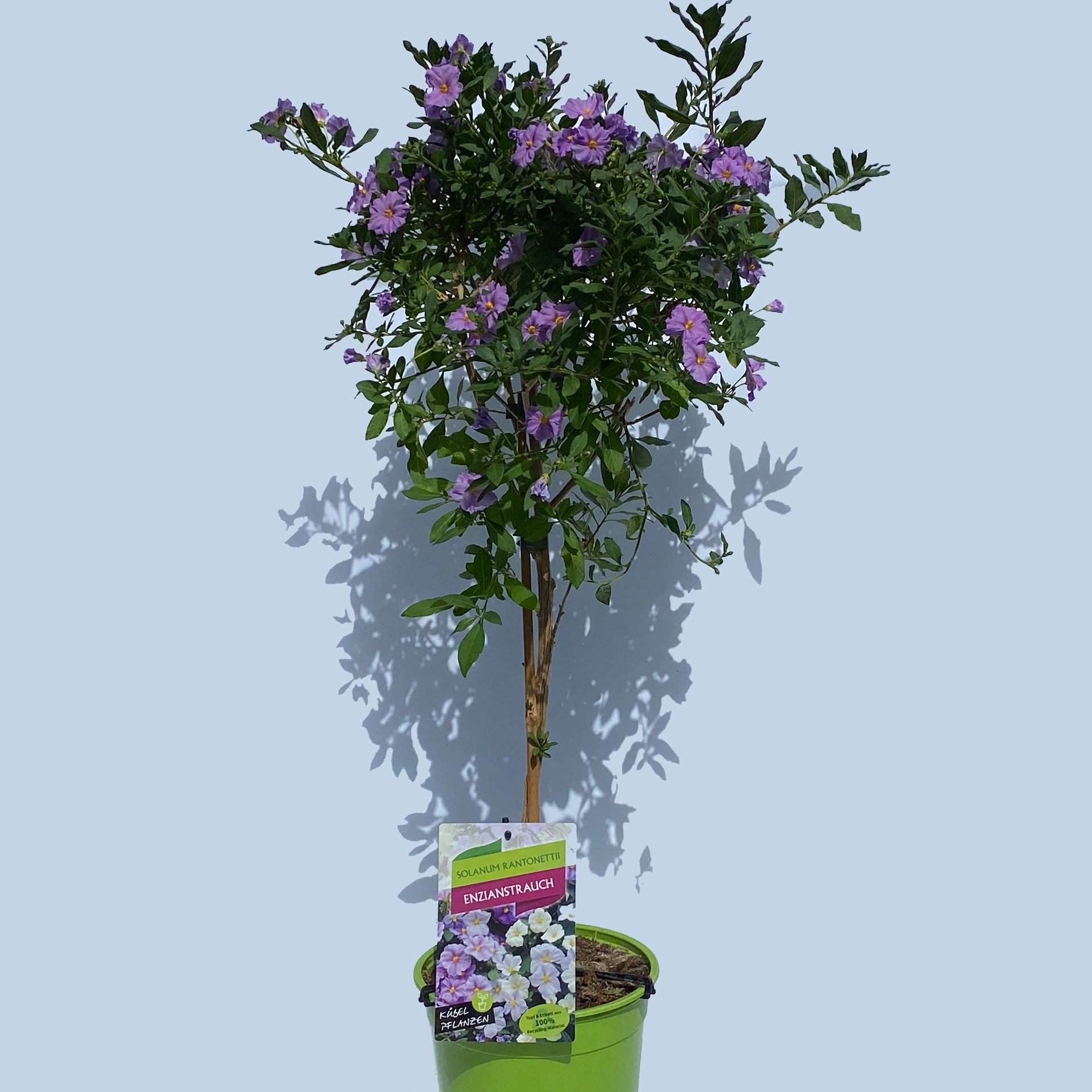Enzianstrauch Stamm - Solanum rantonettii hellblau, 19cm Topf Enzianstrauch Stamm - Solanum rantonettii hellblau, 19cm Topf