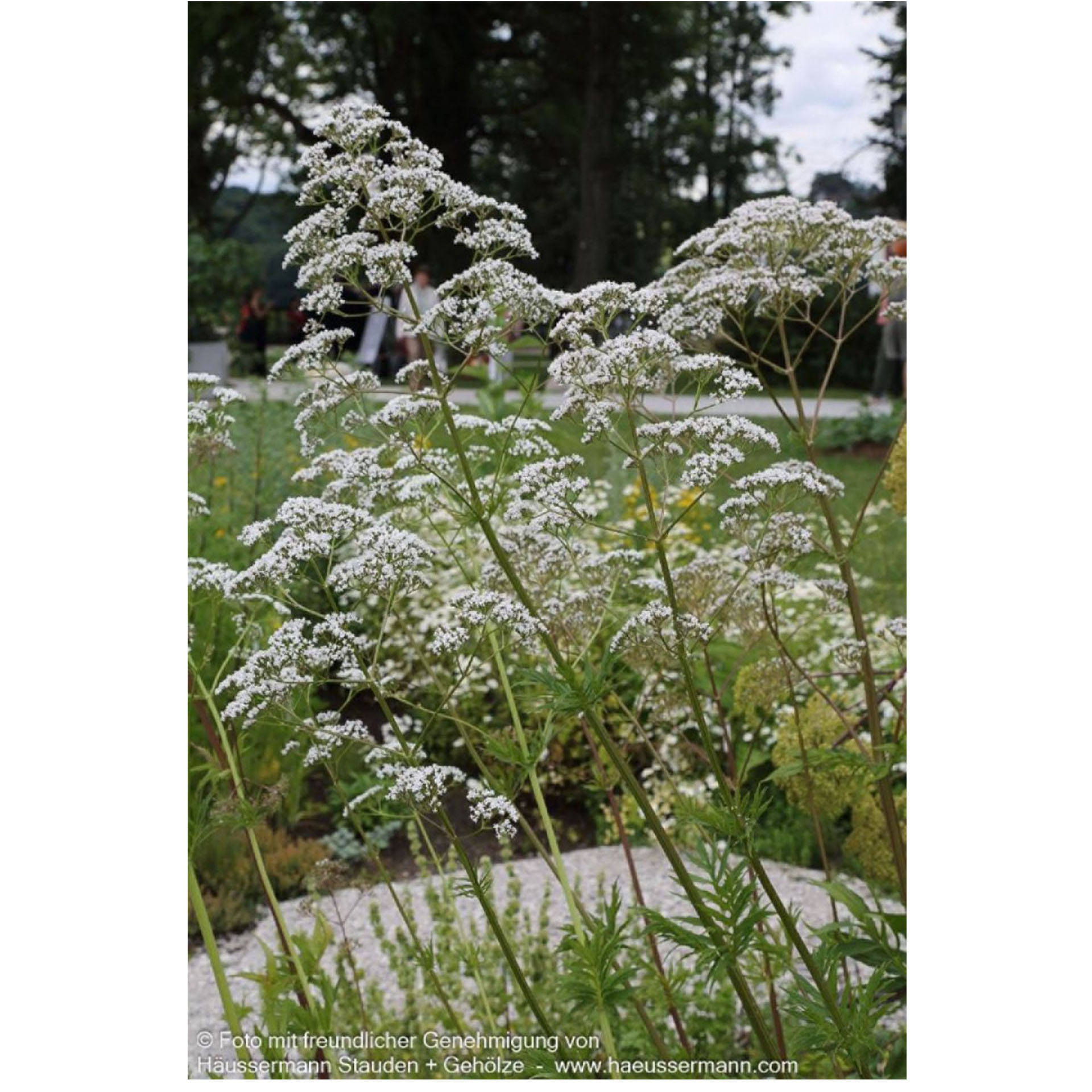 Blütenstände, Weiße Blüten, Wilde Heilpflanze, Stängel, Blumenrispe
