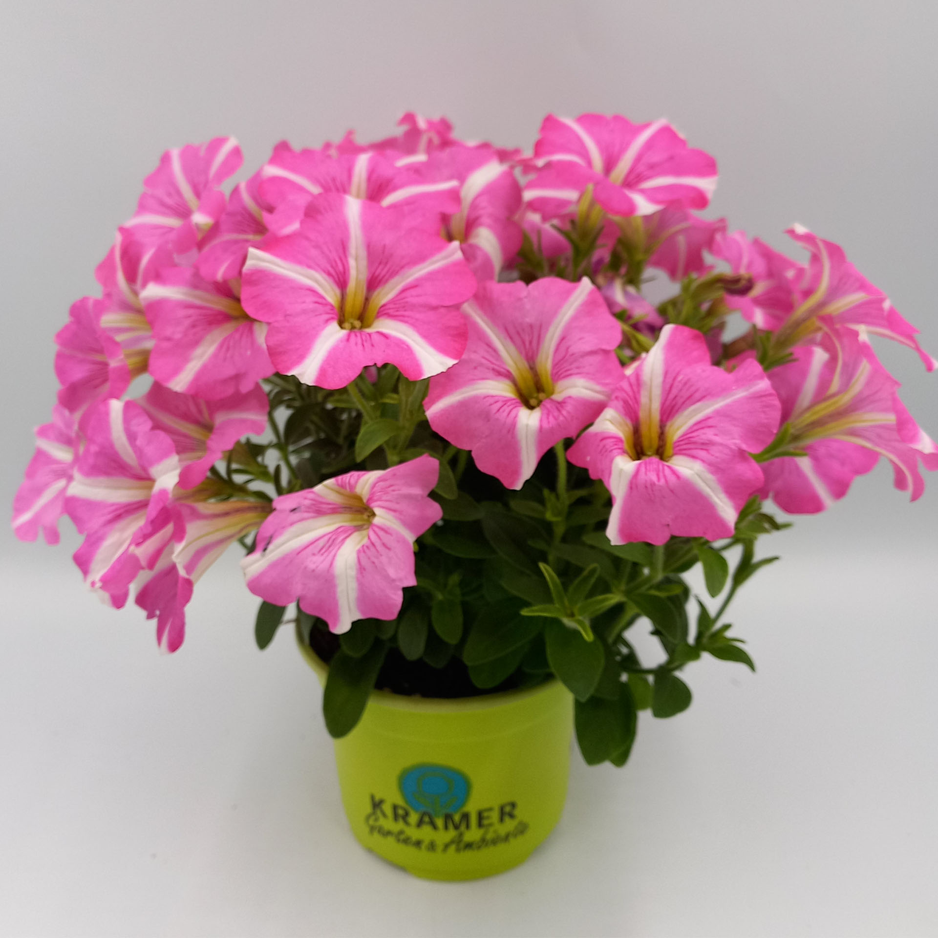Petunie Peppy Hot Pink pink/weiß blühende Pflanze im TopfBlume, Geranie, Pflanze, Pflanze im Topf, Blumen-Arrangement
