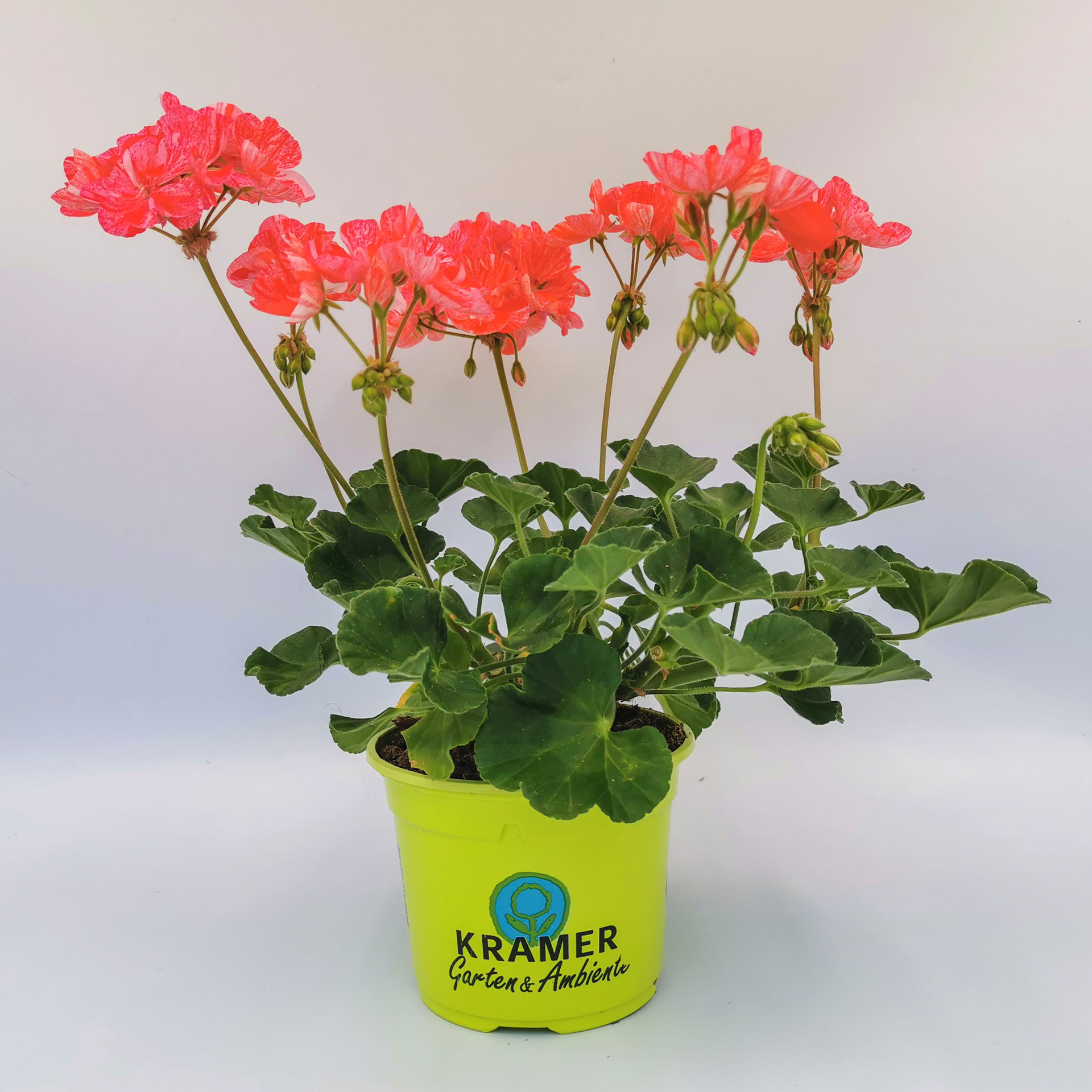 Geranie stehend 'Mosaic® Red'- Pelargonium zonale, 12cm Topf Geranie stehend 'Mosaic® Red'- Pelargonium zonale, 12cm Topf