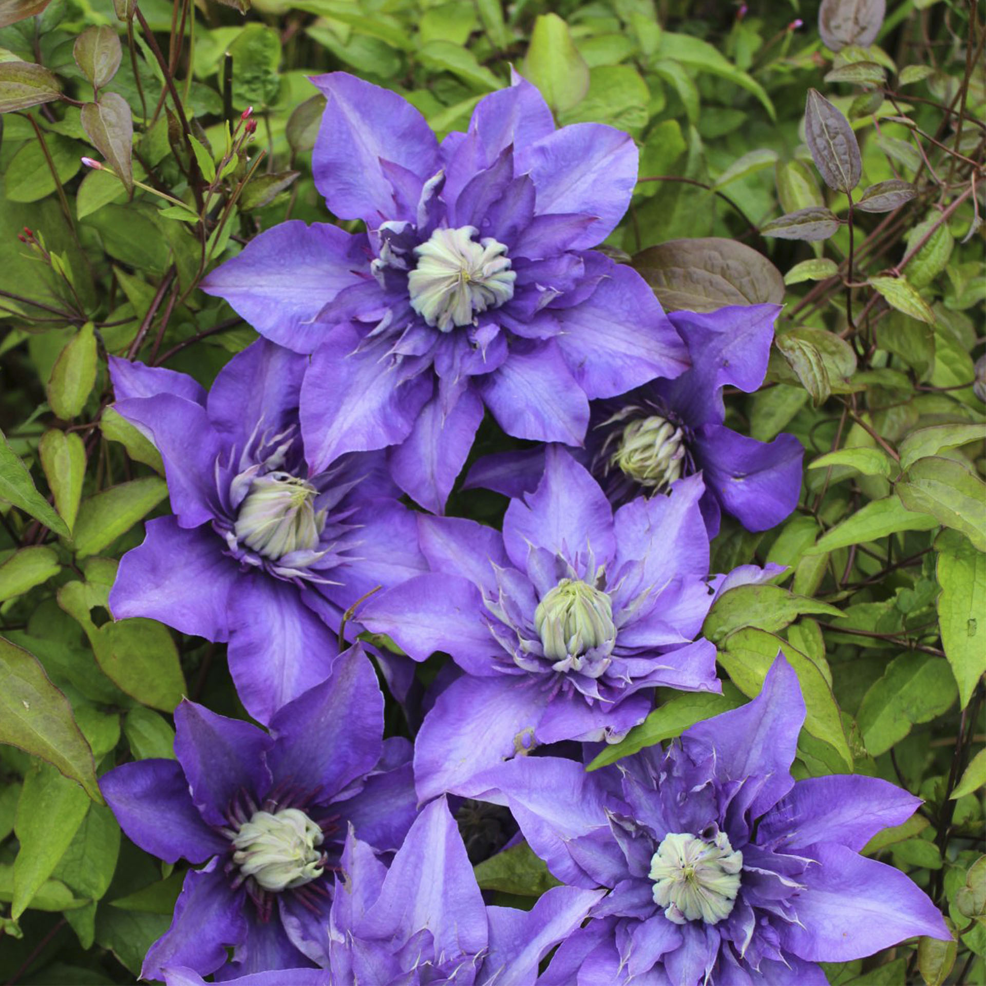 Clematis / Waldrebe Multi Blue-2 blauviolette Blütenpracht der Clematis Multi Blue