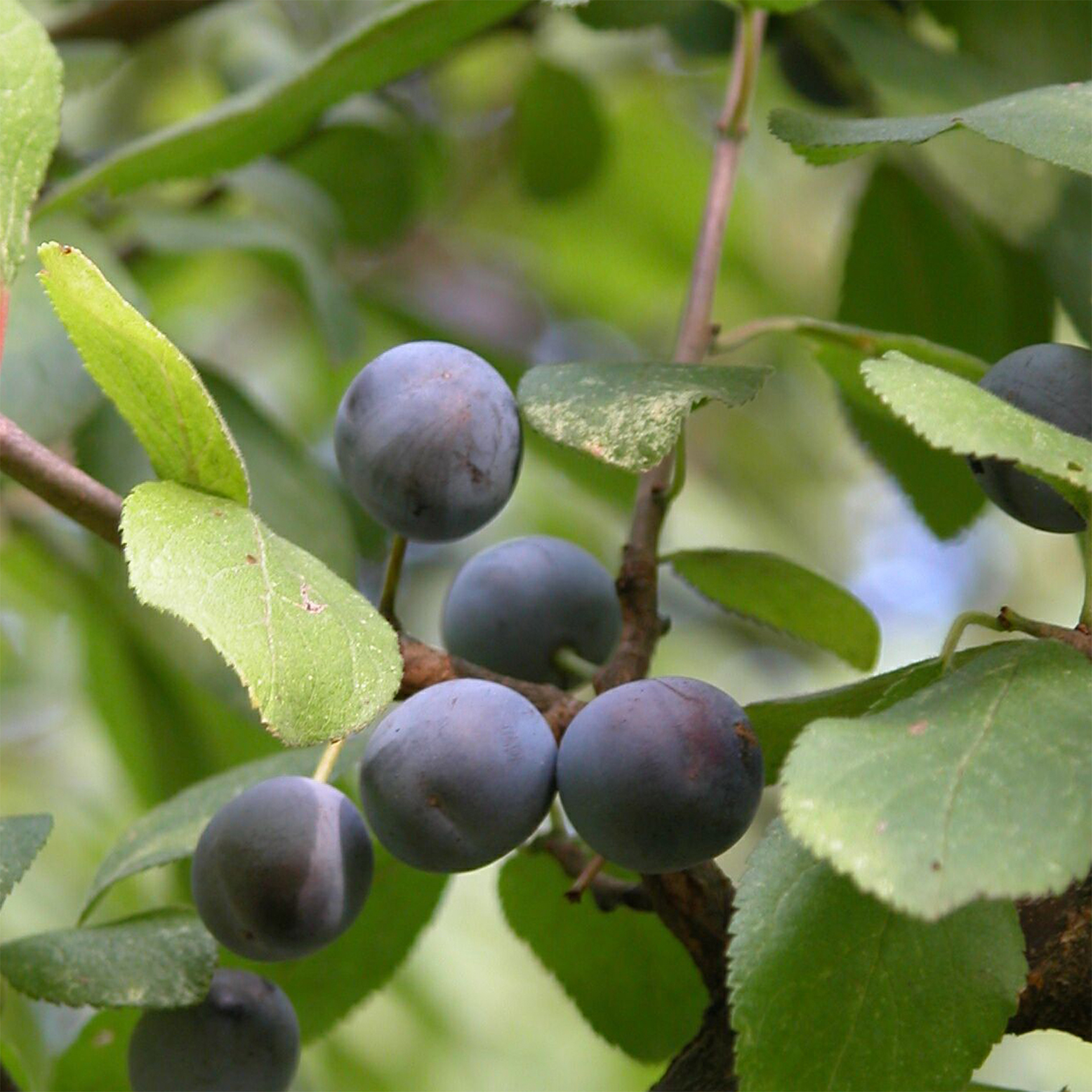 Schlehe-2 Schlehe prunus spimosa Schwarzdorn Beeren süß säuerlich