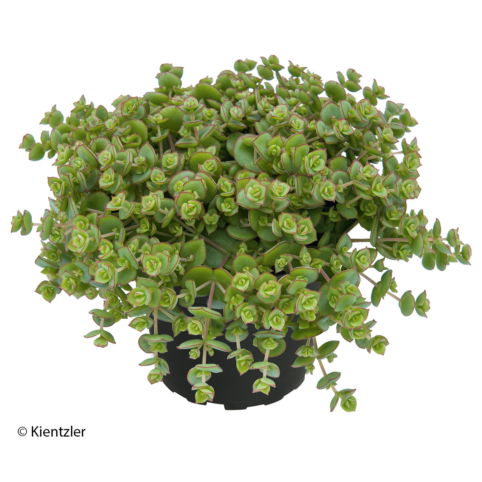 Fetthenne 'Majestic Kiss' pflanze im topf mit hellgrünen blättcheni, Pflanze, Pflanze im Topf, Krug, Pflanzgefäß, Töpferei