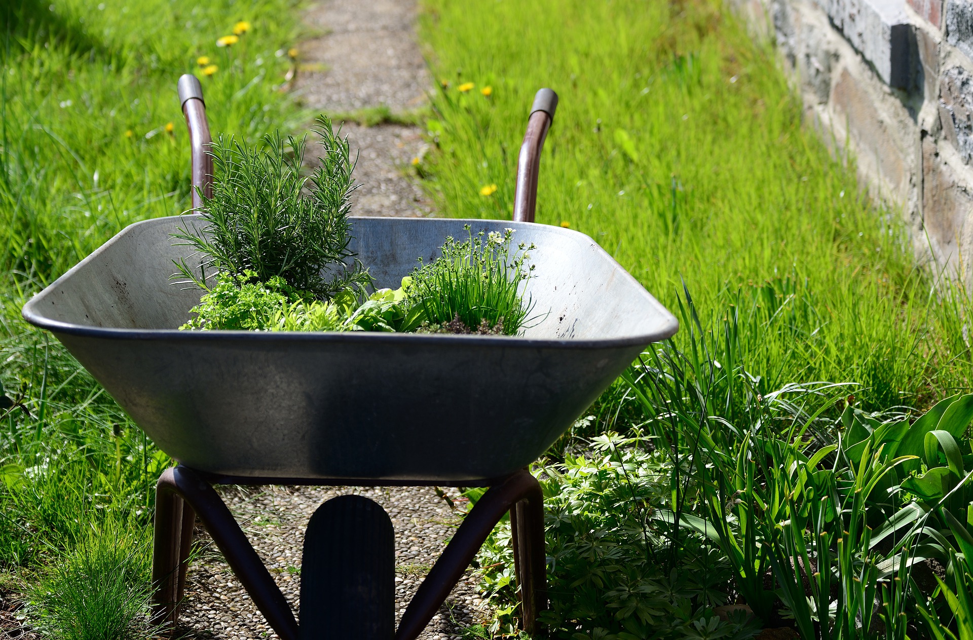 Kräuter im Garten - so wird es gemacht