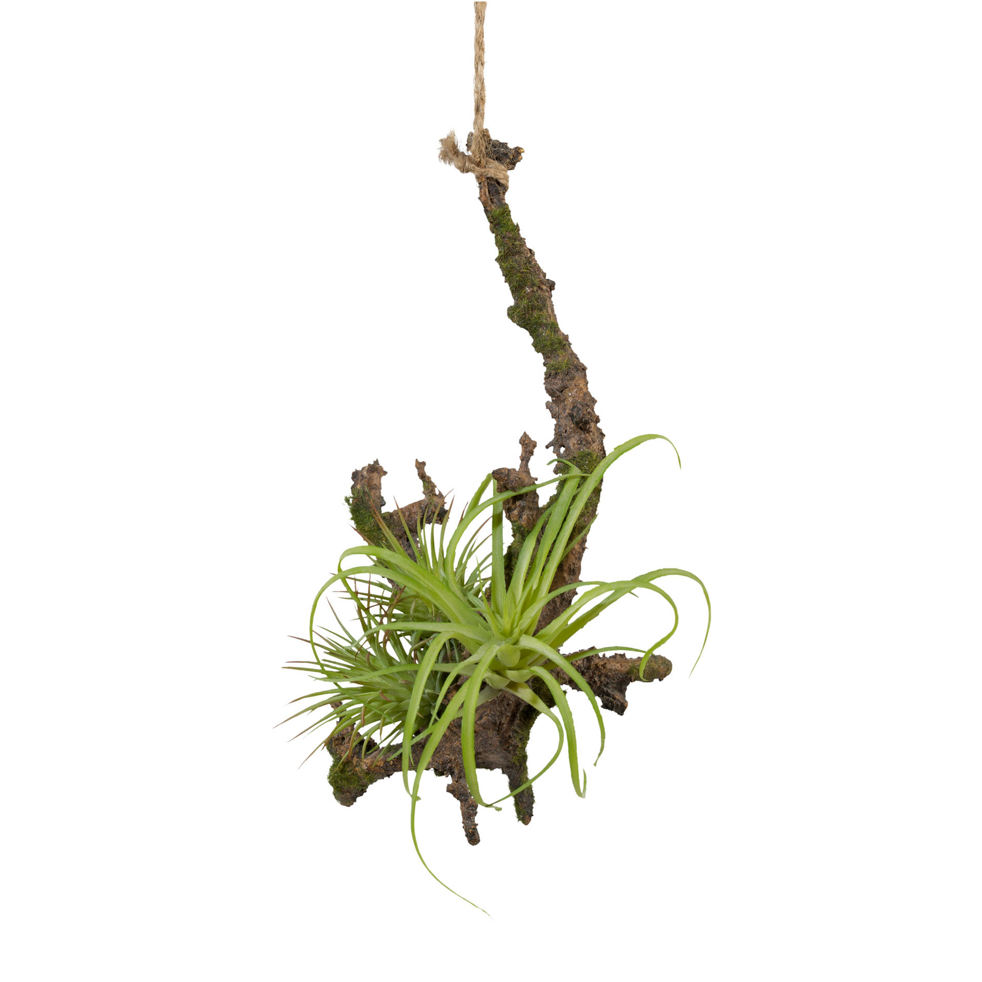 Kunstpflanze Hängeast mit Tillandsie 16cm Kunstpflanze Hängeast mit Tillandsie 16cm