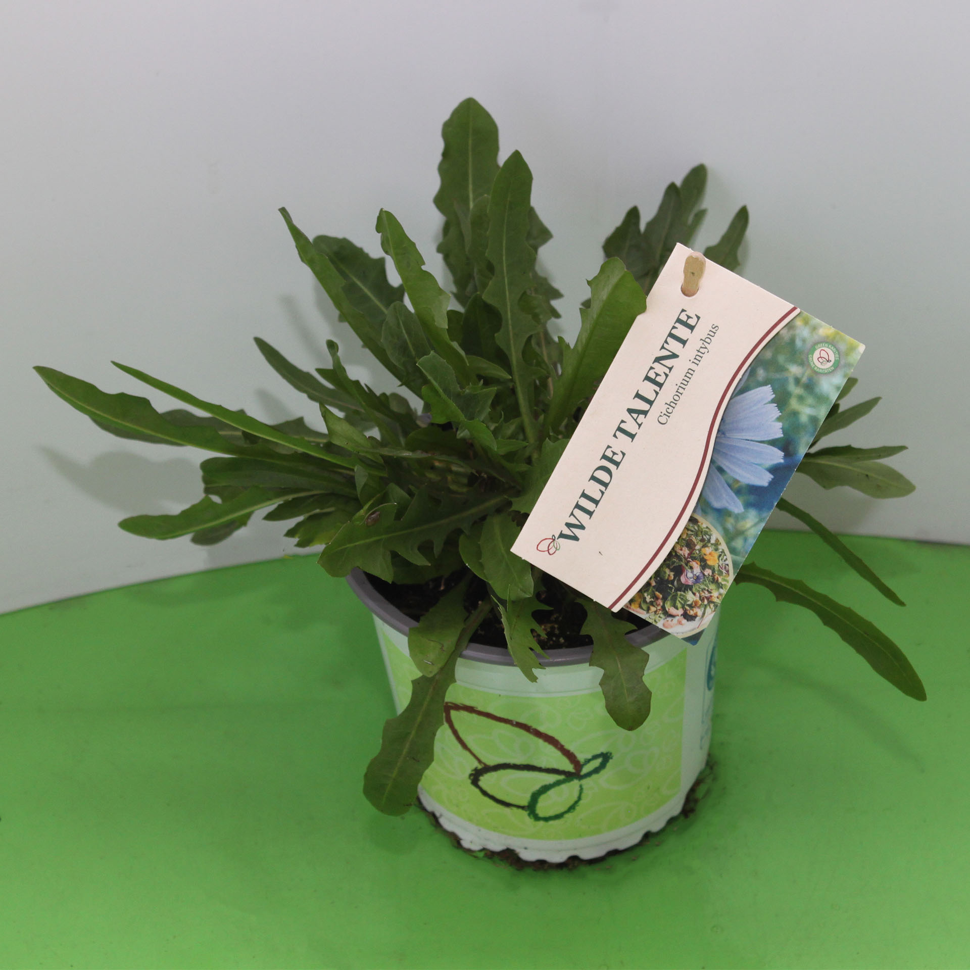 Kräuterig, Pflanze, Blume, Blütenstaub, Purpur, pflanze, farn, grün, topfpflanze, etikettiert