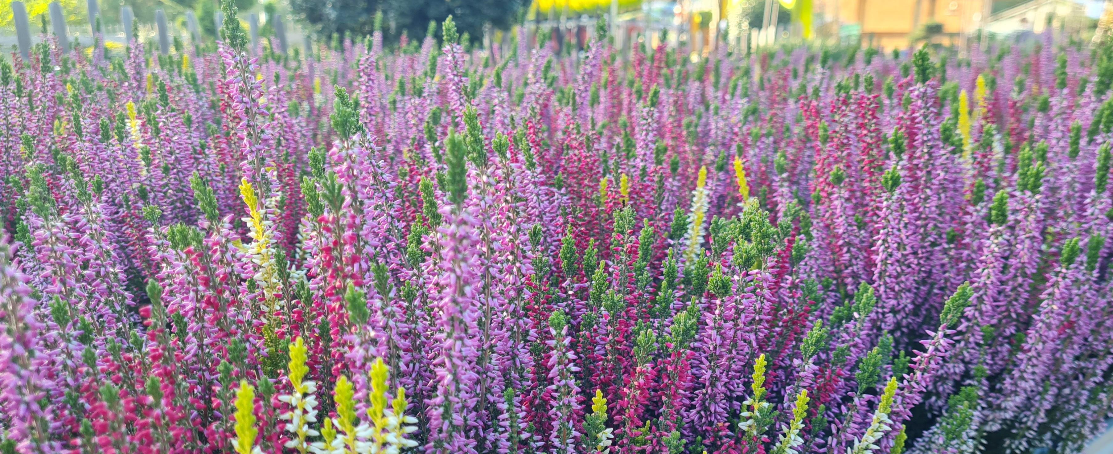 winterharte Besenheide Calluna - Besenheide - Trio