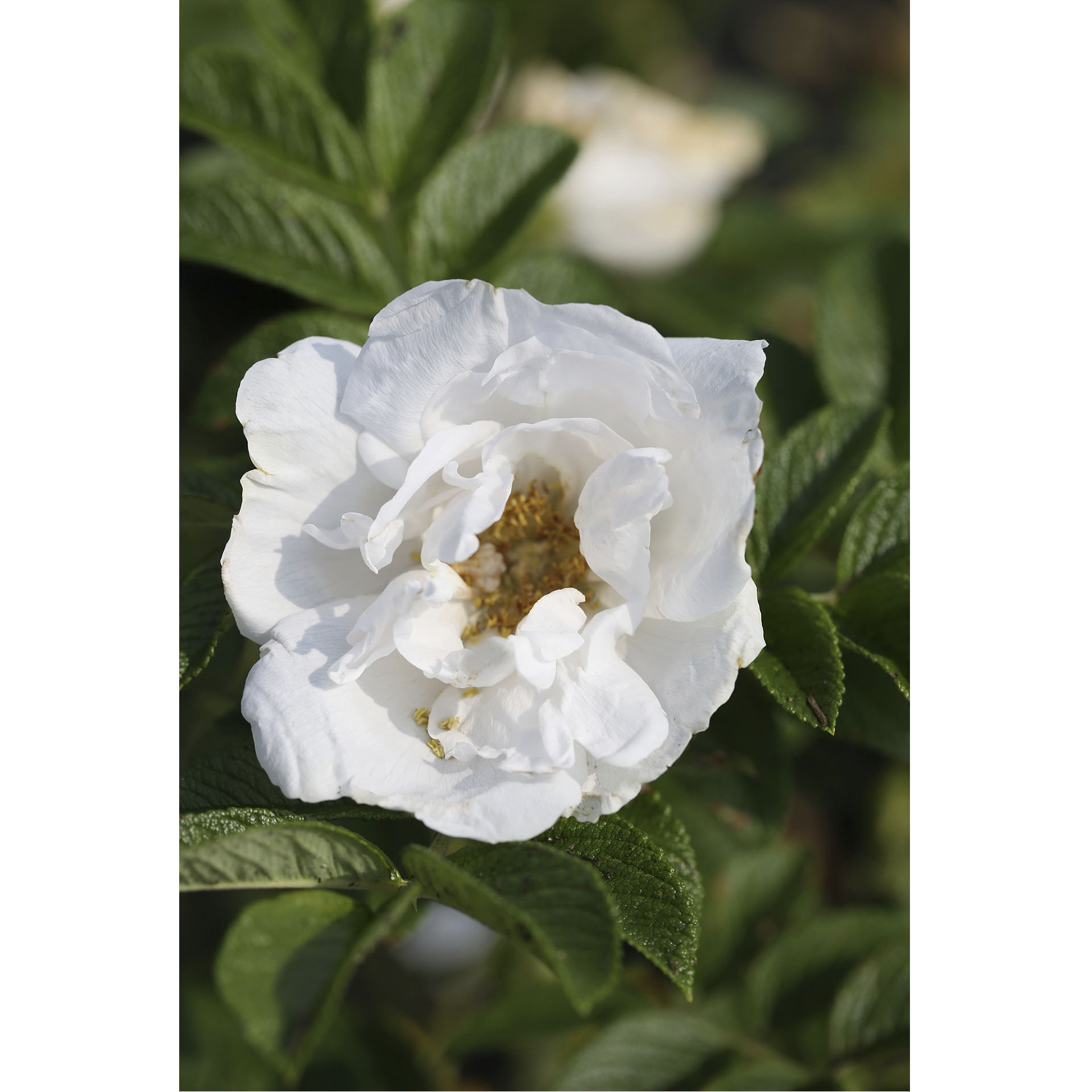 Weiße Apfel-Rose Alba-2 weiße Blüten der Apfel-Rose Alba