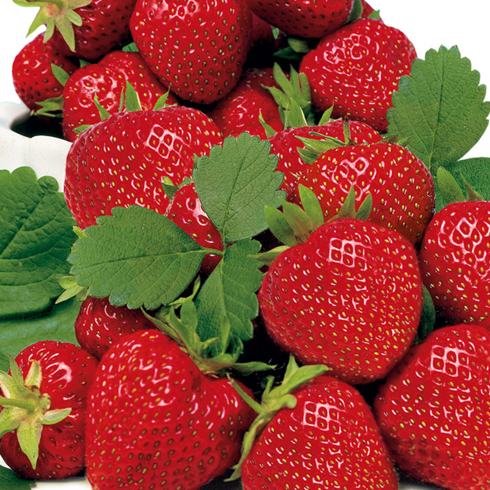 Erdbeerpflanze Ostara Erdbeere Erdbeersorte