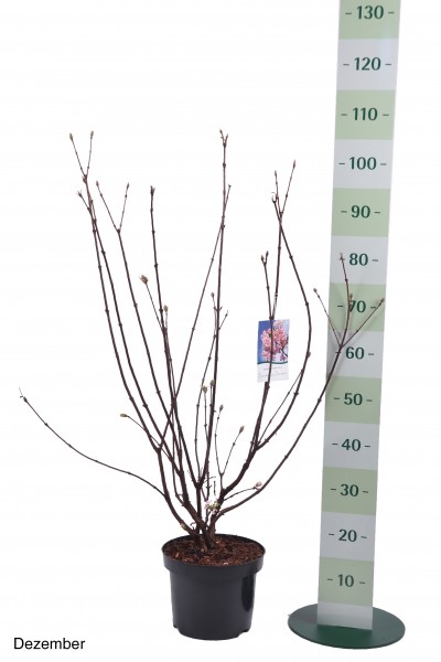 Viburnum bodnantense