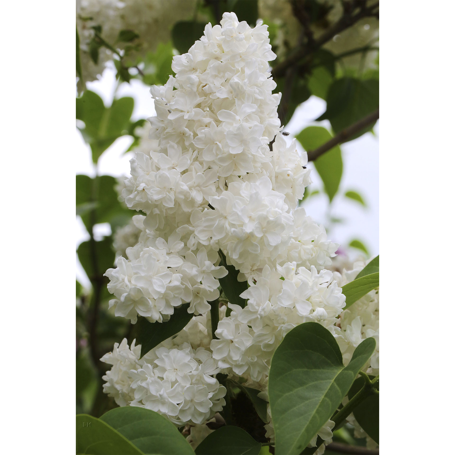 weiß blühende Rispen des Edelflieders Mme. Lemoine