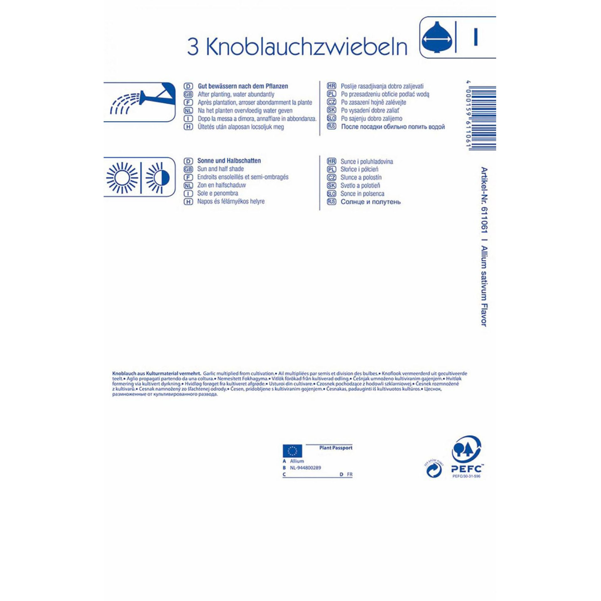 Knoblauchzwiebeln Flavor Steckzwiebeln Knollen Gemüsegarten