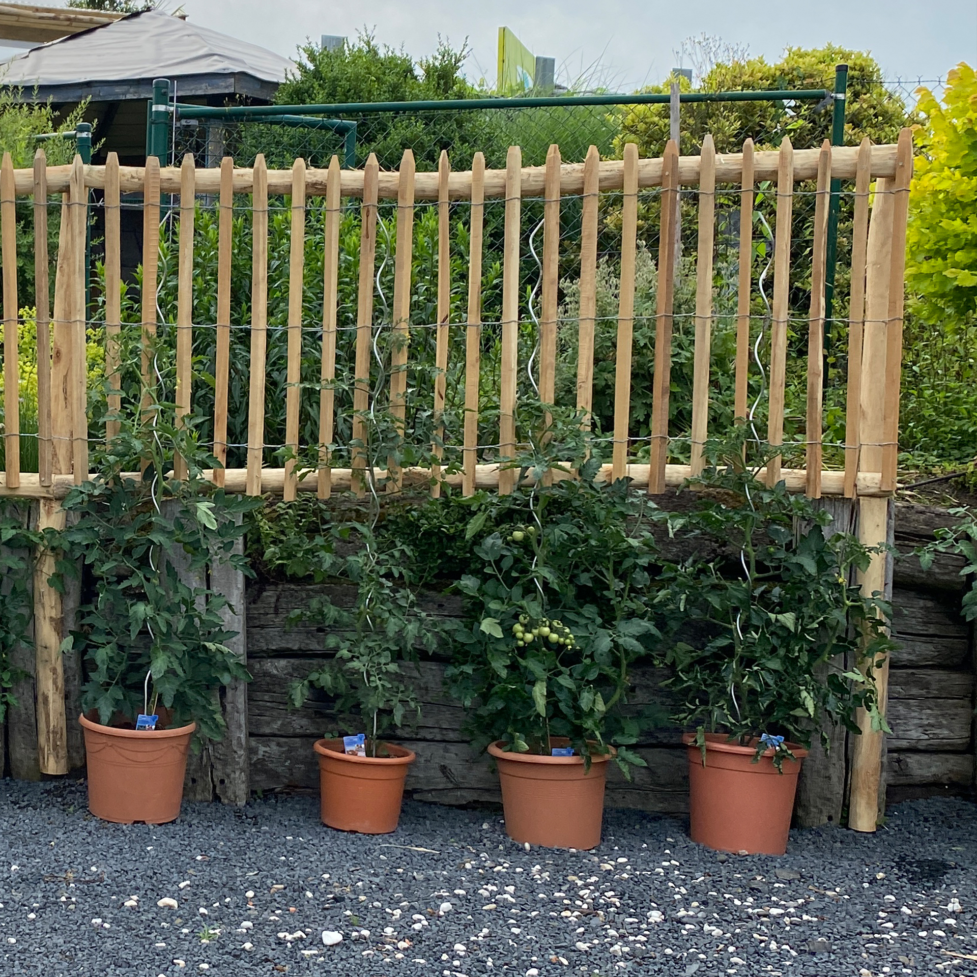 Staketenzaun als Rankhilfe für Tomaten